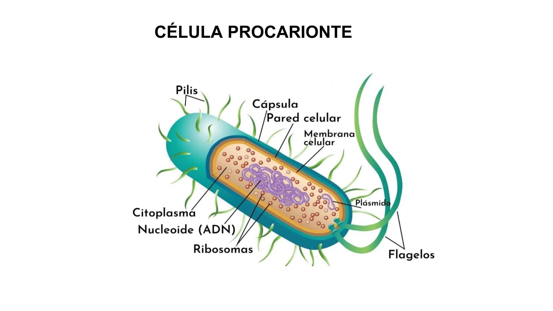 # Preguntas
¿Qué hay en tu cuerpo que te hace quien eres?
¿Qué te hace distinta de tu compañera?
¿De dónde crees que proviene esta inform