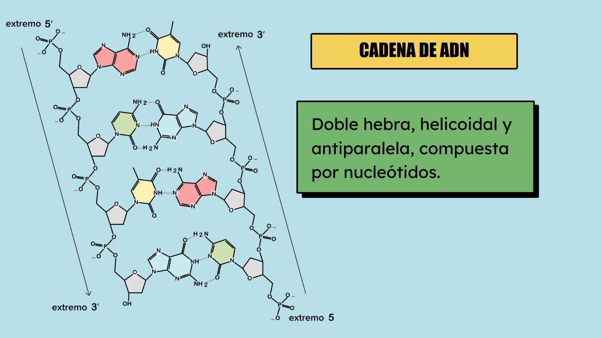 # Preguntas
¿Qué hay en tu cuerpo que te hace quien eres?
¿Qué te hace distinta de tu compañera?
¿De dónde crees que proviene esta inform