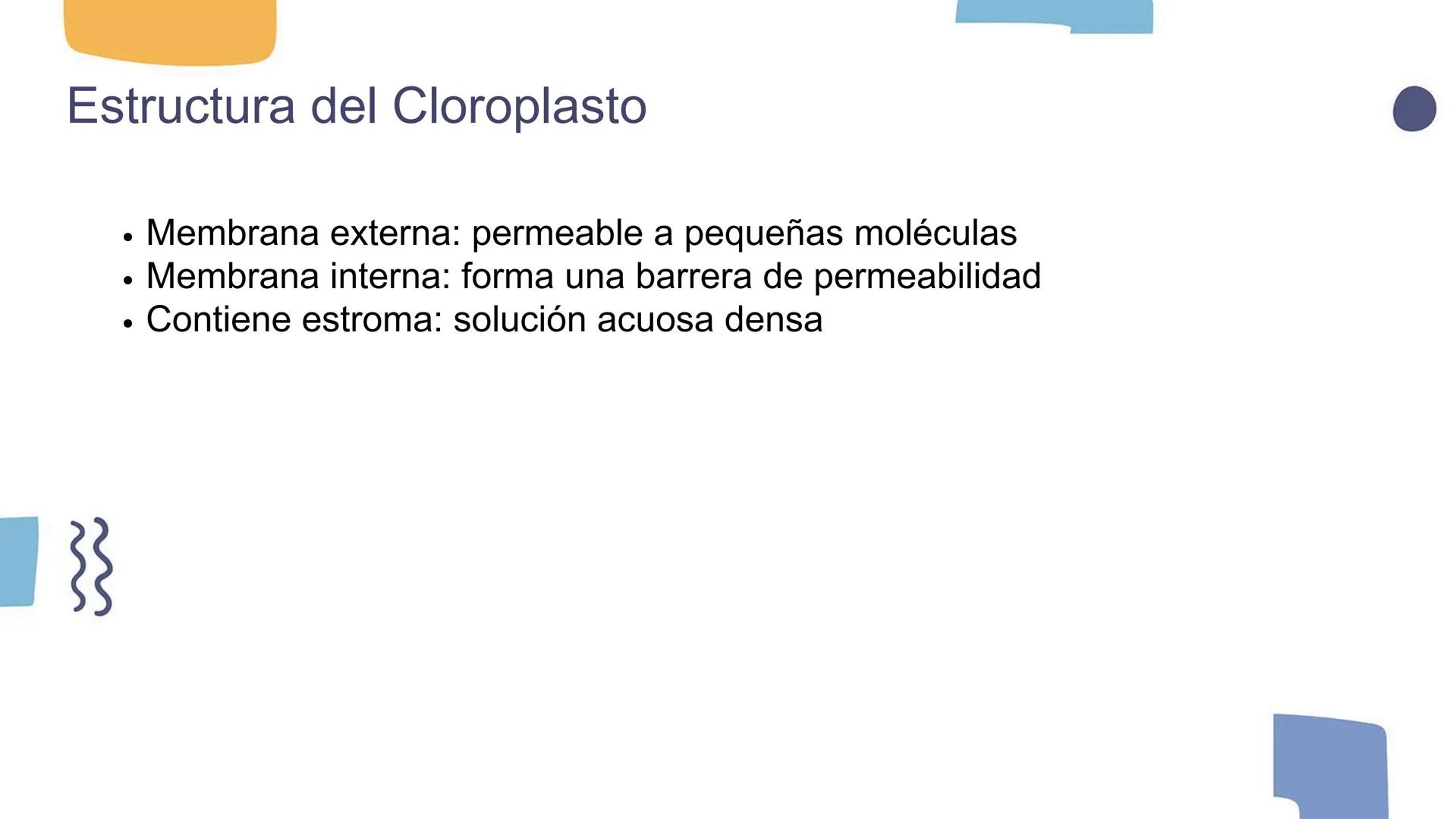 # Los Cloroplastos y la Fotosíntesis --- OCR Start ---
Introducción a los Cloroplastos
• Los cloroplastos es donde ocurre la fotosíntesis
•