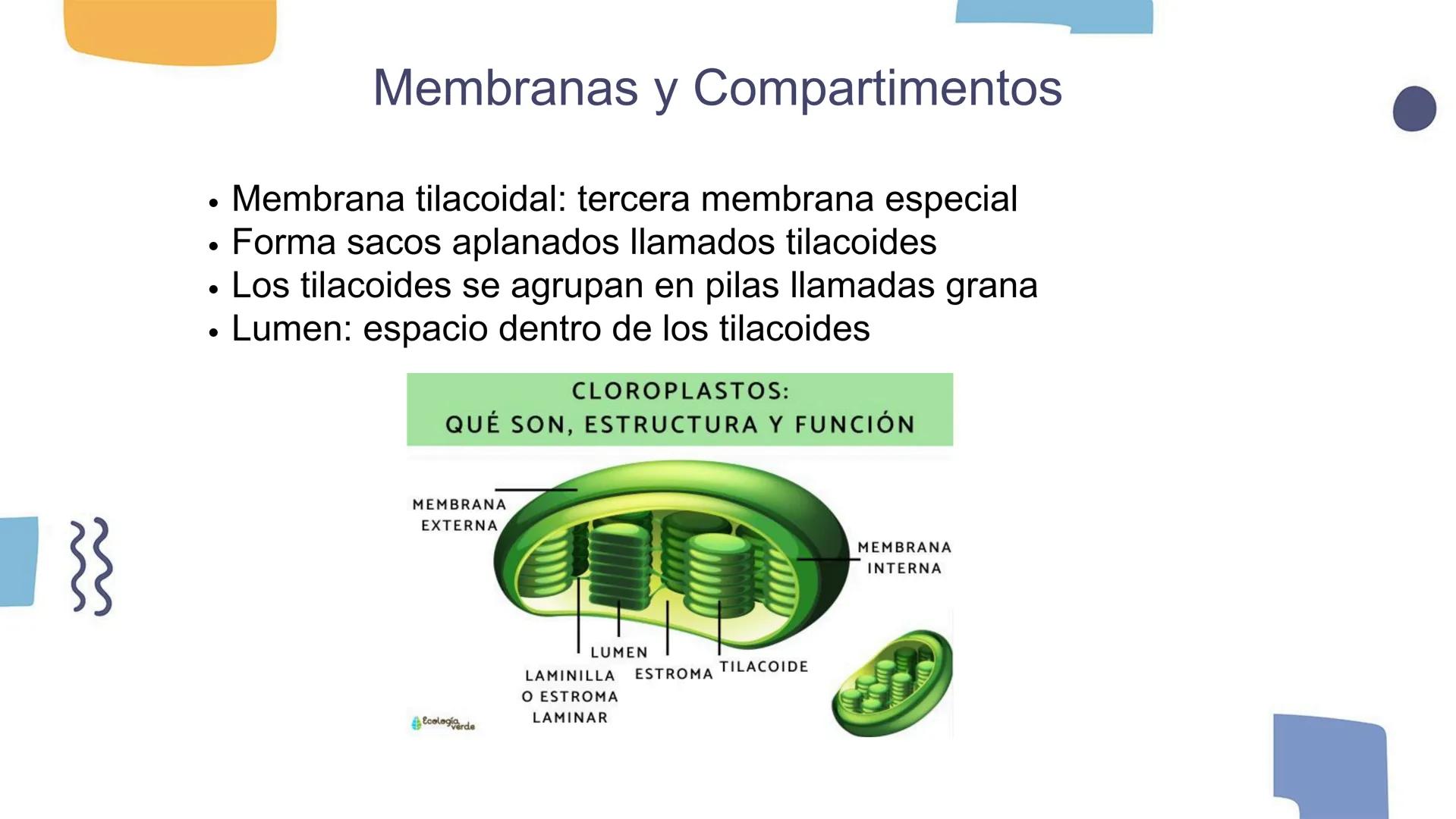 # Los Cloroplastos y la Fotosíntesis --- OCR Start ---
Introducción a los Cloroplastos
• Los cloroplastos es donde ocurre la fotosíntesis
•