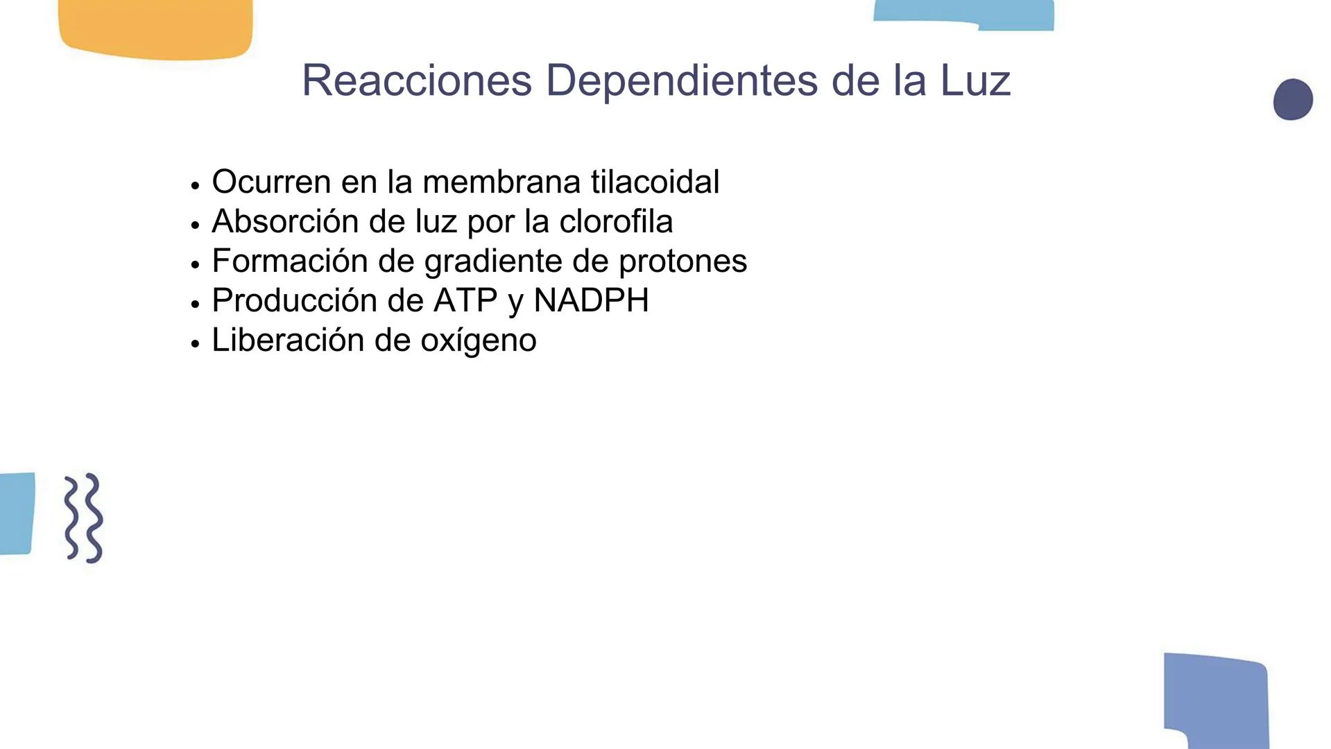 # Los Cloroplastos y la Fotosíntesis --- OCR Start ---
Introducción a los Cloroplastos
• Los cloroplastos es donde ocurre la fotosíntesis
•