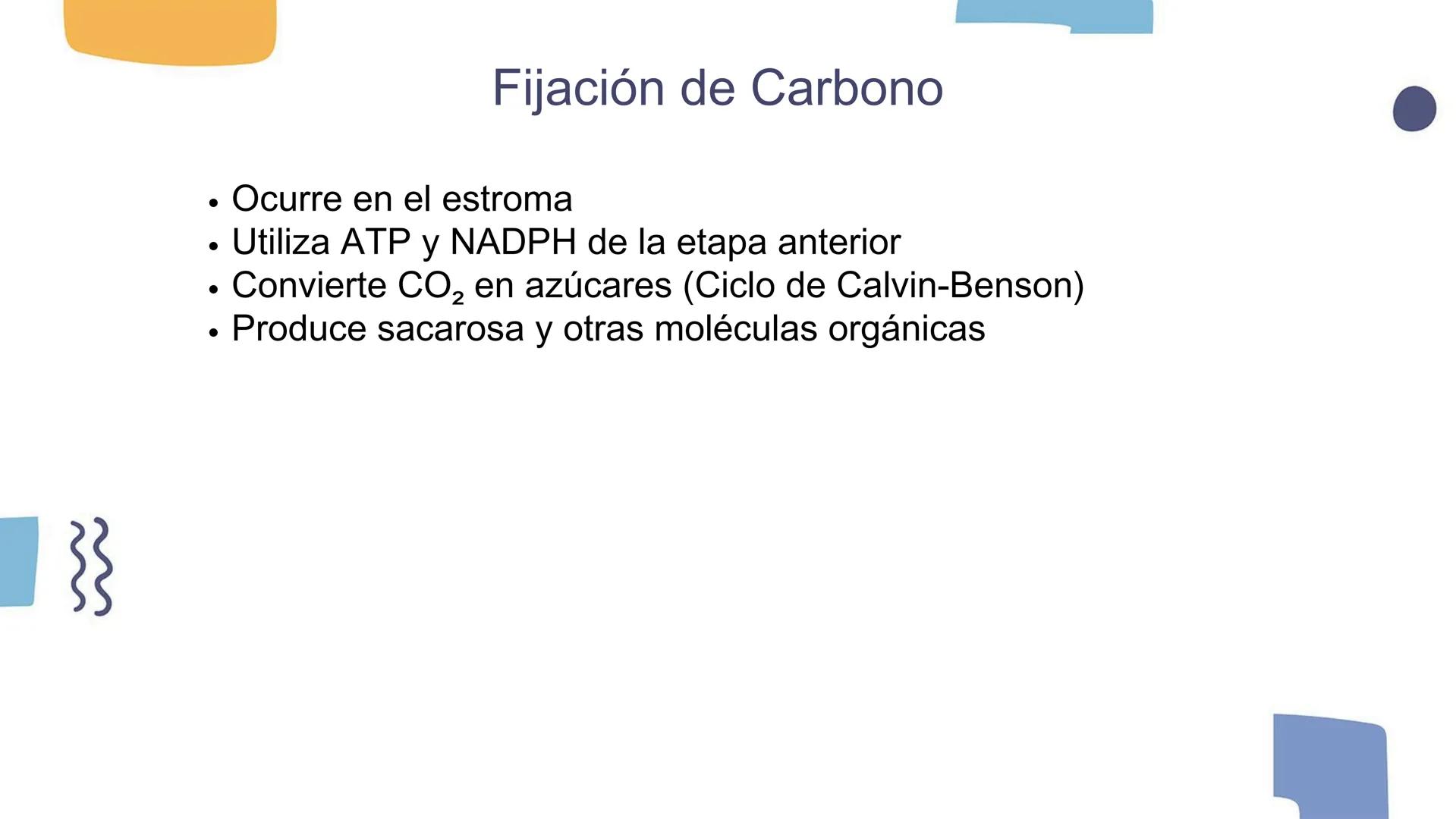 # Los Cloroplastos y la Fotosíntesis --- OCR Start ---
Introducción a los Cloroplastos
• Los cloroplastos es donde ocurre la fotosíntesis
•