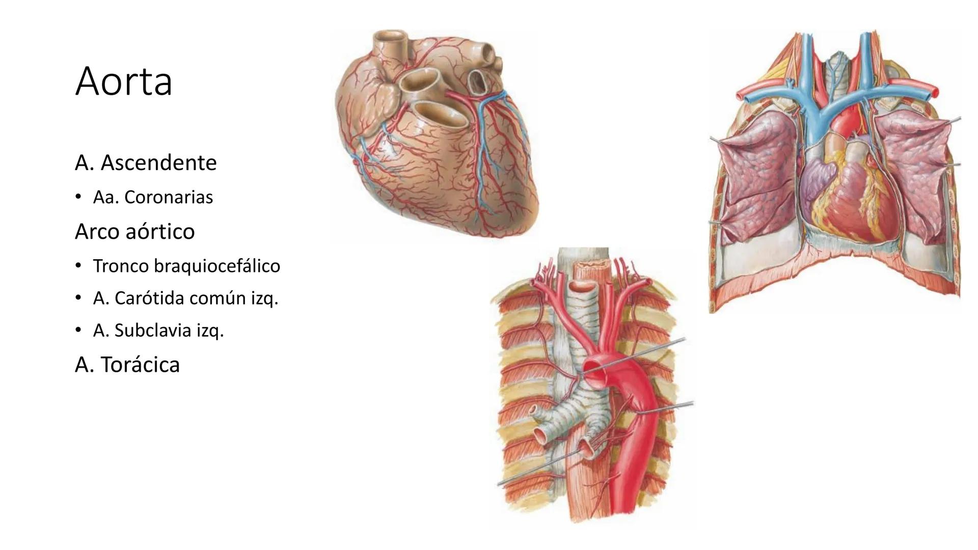 # Universidad
del Alba
# Sistema Cardiovascular I
Anatomía General
TM-Mg. Ximena Cares Inicio
- ¿Dudas de la clase anterior?
- ¿Qué sabes