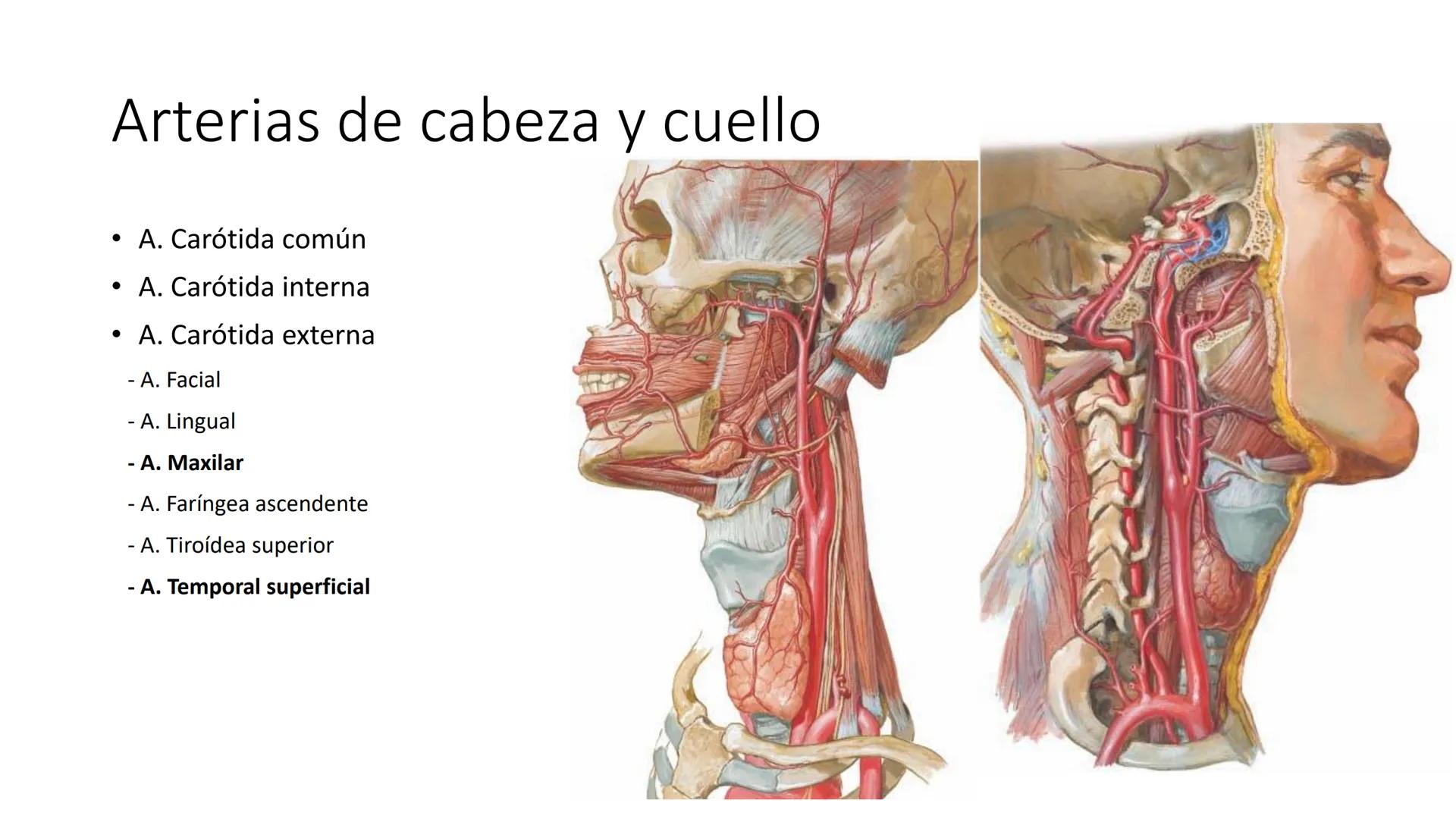 # Universidad
del Alba
# Sistema Cardiovascular I
Anatomía General
TM-Mg. Ximena Cares Inicio
- ¿Dudas de la clase anterior?
- ¿Qué sabes