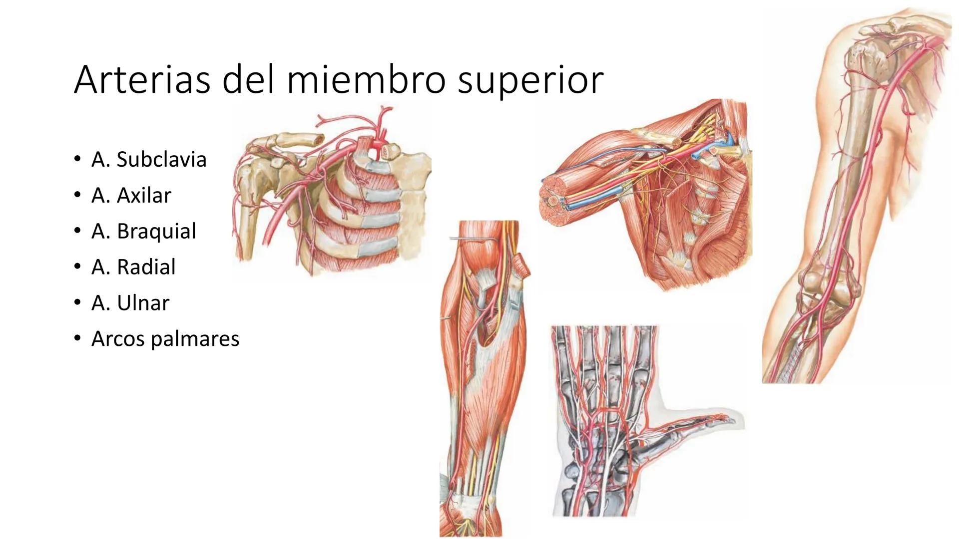 # Universidad
del Alba
# Sistema Cardiovascular I
Anatomía General
TM-Mg. Ximena Cares Inicio
- ¿Dudas de la clase anterior?
- ¿Qué sabes