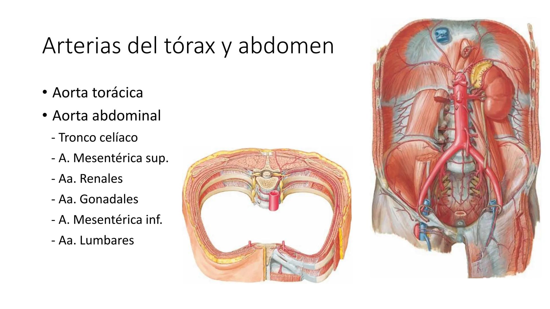 # Universidad
del Alba
# Sistema Cardiovascular I
Anatomía General
TM-Mg. Ximena Cares Inicio
- ¿Dudas de la clase anterior?
- ¿Qué sabes