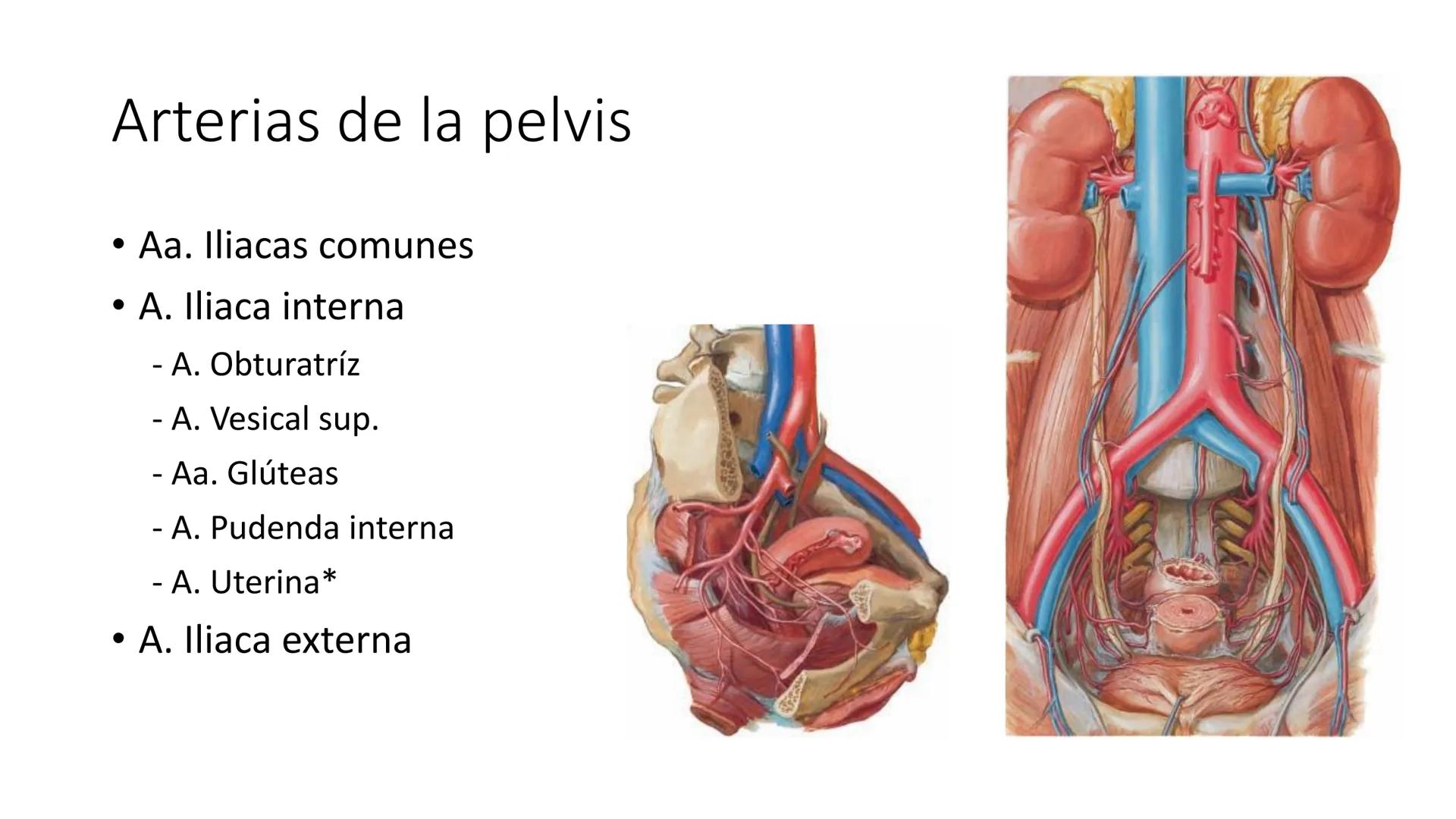 # Universidad
del Alba
# Sistema Cardiovascular I
Anatomía General
TM-Mg. Ximena Cares Inicio
- ¿Dudas de la clase anterior?
- ¿Qué sabes