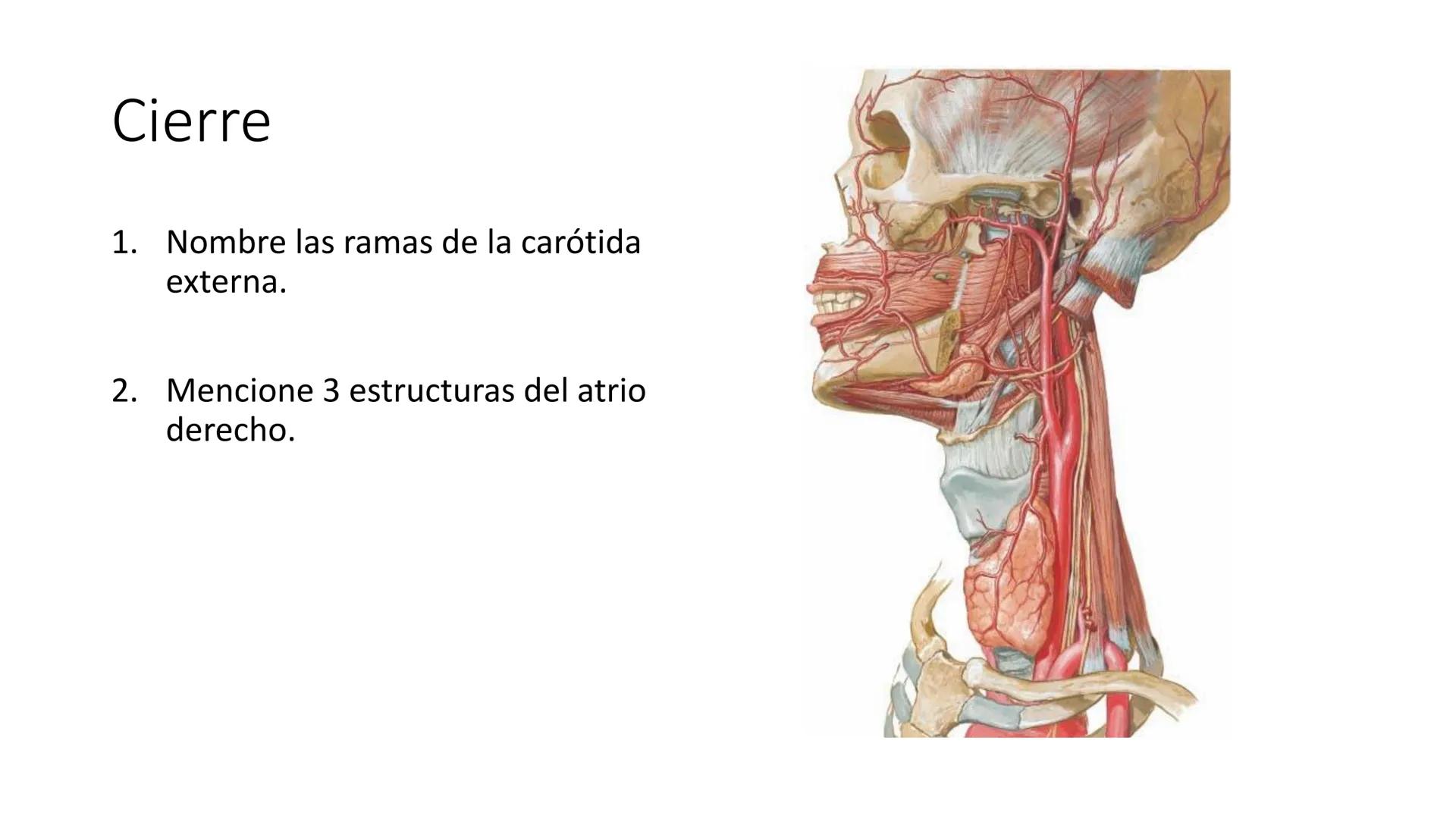 # Universidad
del Alba
# Sistema Cardiovascular I
Anatomía General
TM-Mg. Ximena Cares Inicio
- ¿Dudas de la clase anterior?
- ¿Qué sabes