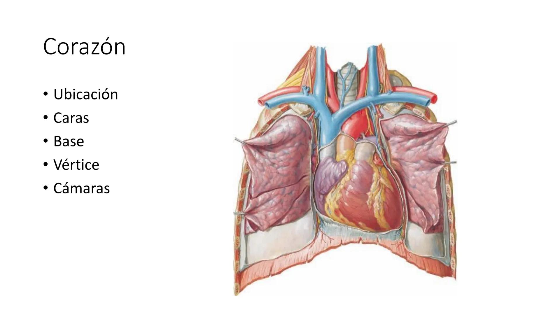 # Universidad
del Alba
# Sistema Cardiovascular I
Anatomía General
TM-Mg. Ximena Cares Inicio
- ¿Dudas de la clase anterior?
- ¿Qué sabes