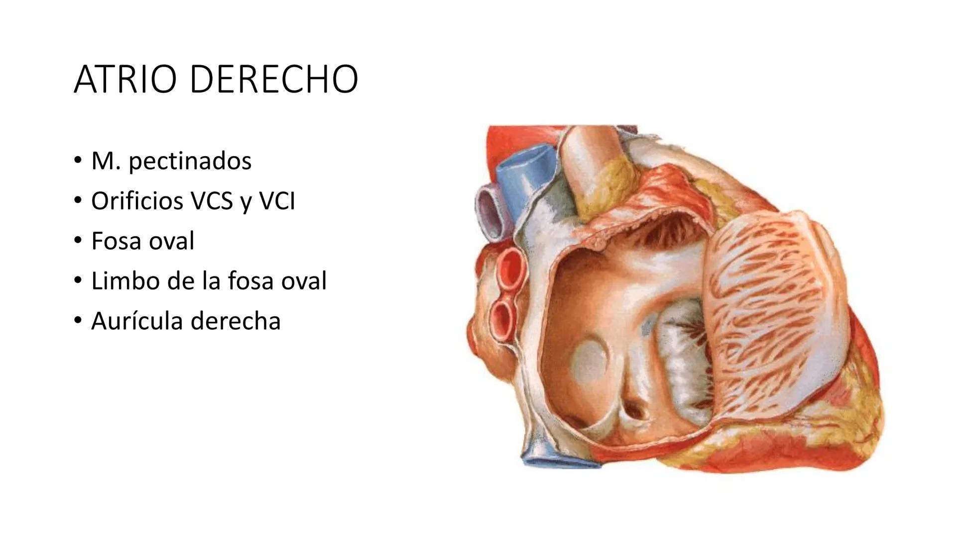 # Universidad
del Alba
# Sistema Cardiovascular I
Anatomía General
TM-Mg. Ximena Cares Inicio
- ¿Dudas de la clase anterior?
- ¿Qué sabes