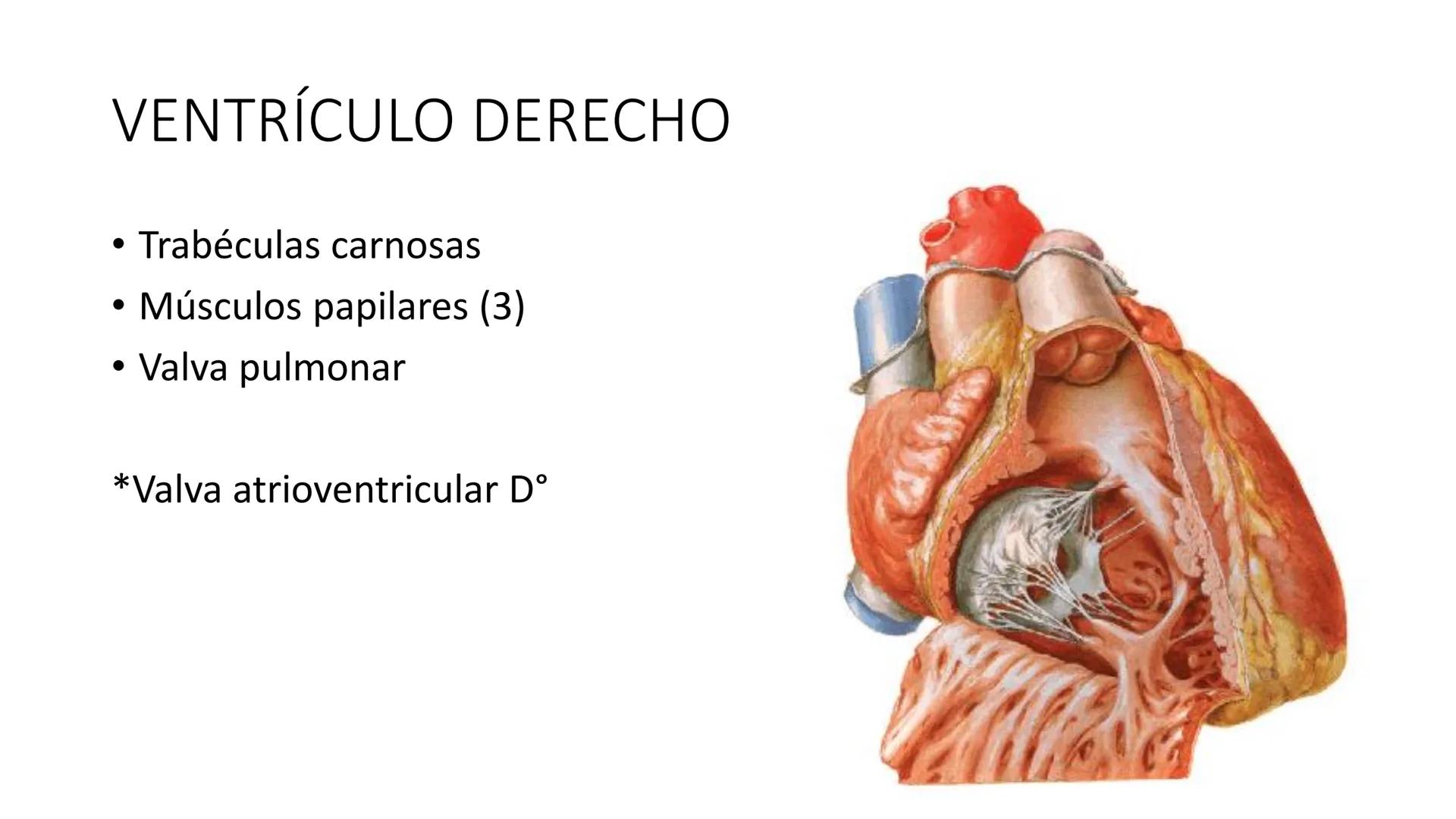 # Universidad
del Alba
# Sistema Cardiovascular I
Anatomía General
TM-Mg. Ximena Cares Inicio
- ¿Dudas de la clase anterior?
- ¿Qué sabes