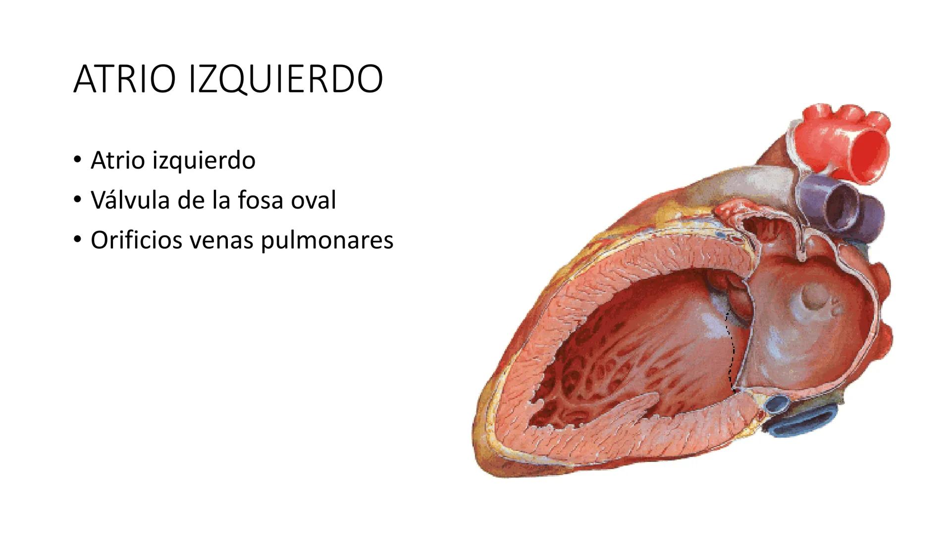 # Universidad
del Alba
# Sistema Cardiovascular I
Anatomía General
TM-Mg. Ximena Cares Inicio
- ¿Dudas de la clase anterior?
- ¿Qué sabes