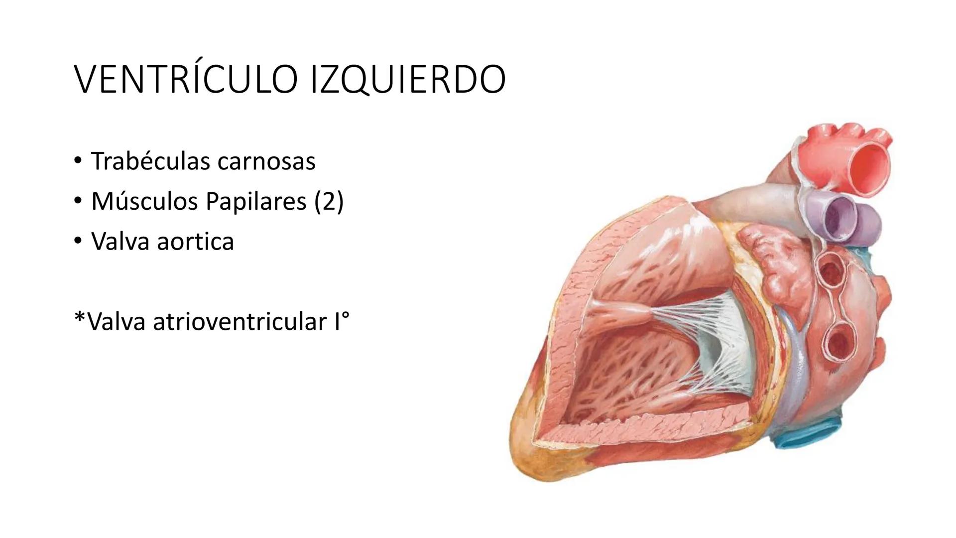 # Universidad
del Alba
# Sistema Cardiovascular I
Anatomía General
TM-Mg. Ximena Cares Inicio
- ¿Dudas de la clase anterior?
- ¿Qué sabes