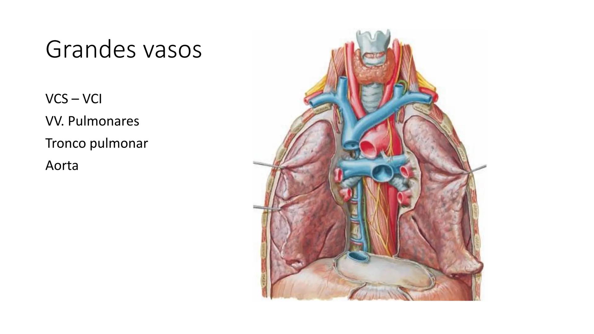 # Universidad
del Alba
# Sistema Cardiovascular I
Anatomía General
TM-Mg. Ximena Cares Inicio
- ¿Dudas de la clase anterior?
- ¿Qué sabes