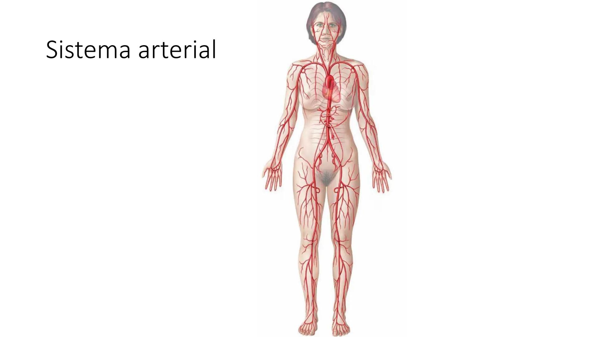 # Universidad
del Alba
# Sistema Cardiovascular I
Anatomía General
TM-Mg. Ximena Cares Inicio
- ¿Dudas de la clase anterior?
- ¿Qué sabes