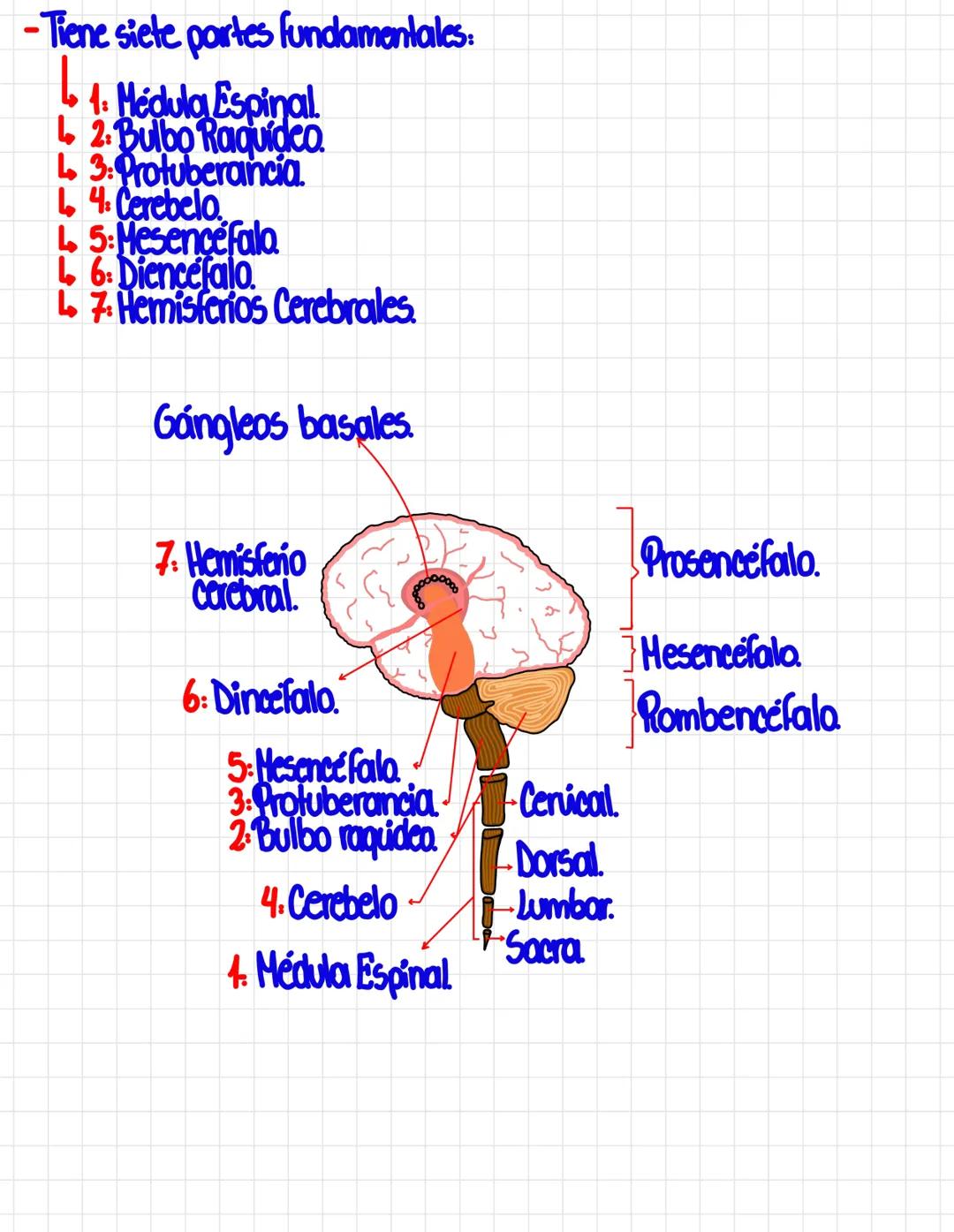 # Cerebro y funcionalidad.
* Antiguamente habían creencias sobre el croinco ny el cerebro.
## Franz Joseph Gall
-Médico alemain, decía qu