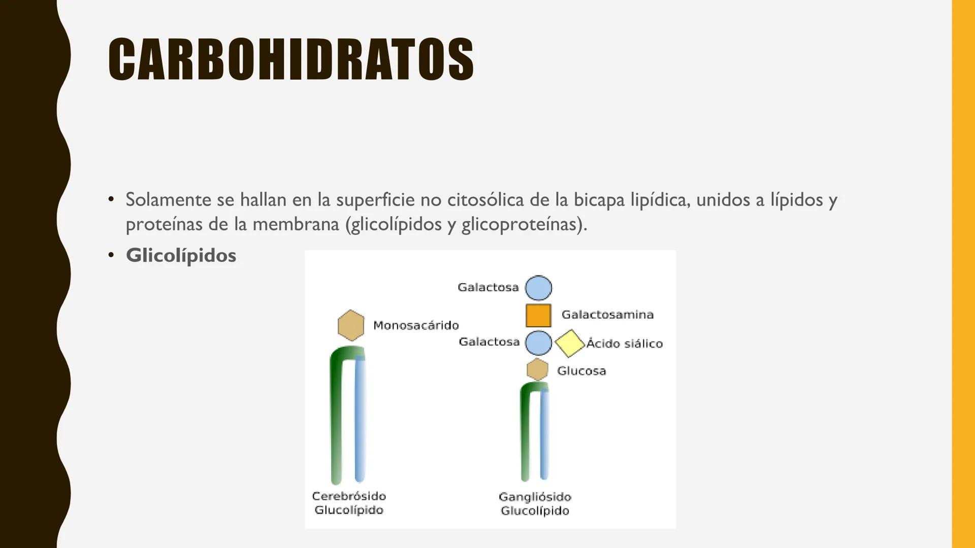 # MEMBRANA
# PLASMÁTICA Y
# TRANSPORTE
ETMP 060
BIOLOGÍA
CELULAR "ESTA PRESENTACIÓN CONSTITUYE UN PRODUCTO
ACADÉMICO EXCLUSIVO PARA LA ASIG