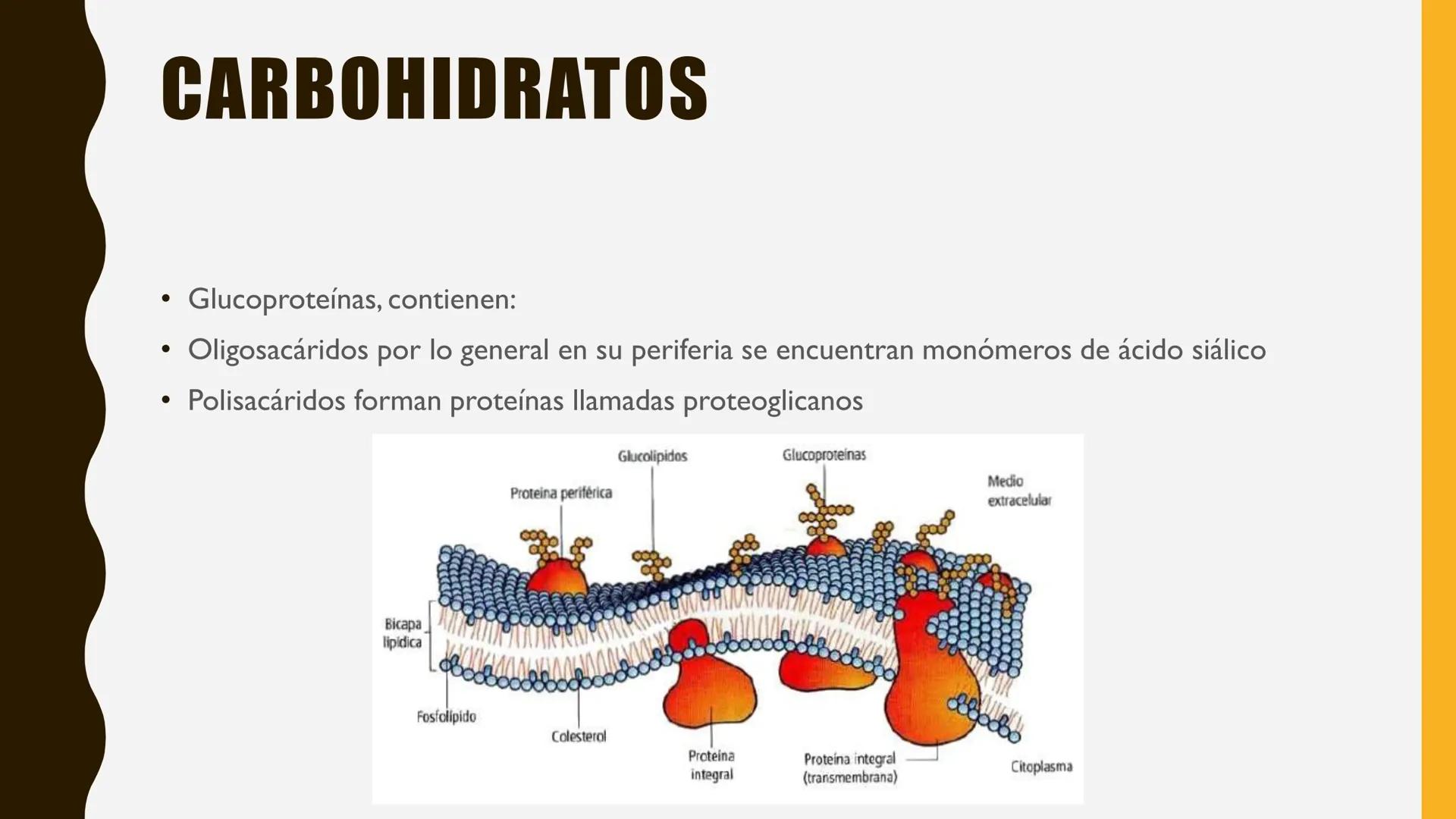 # MEMBRANA
# PLASMÁTICA Y
# TRANSPORTE
ETMP 060
BIOLOGÍA
CELULAR "ESTA PRESENTACIÓN CONSTITUYE UN PRODUCTO
ACADÉMICO EXCLUSIVO PARA LA ASIG