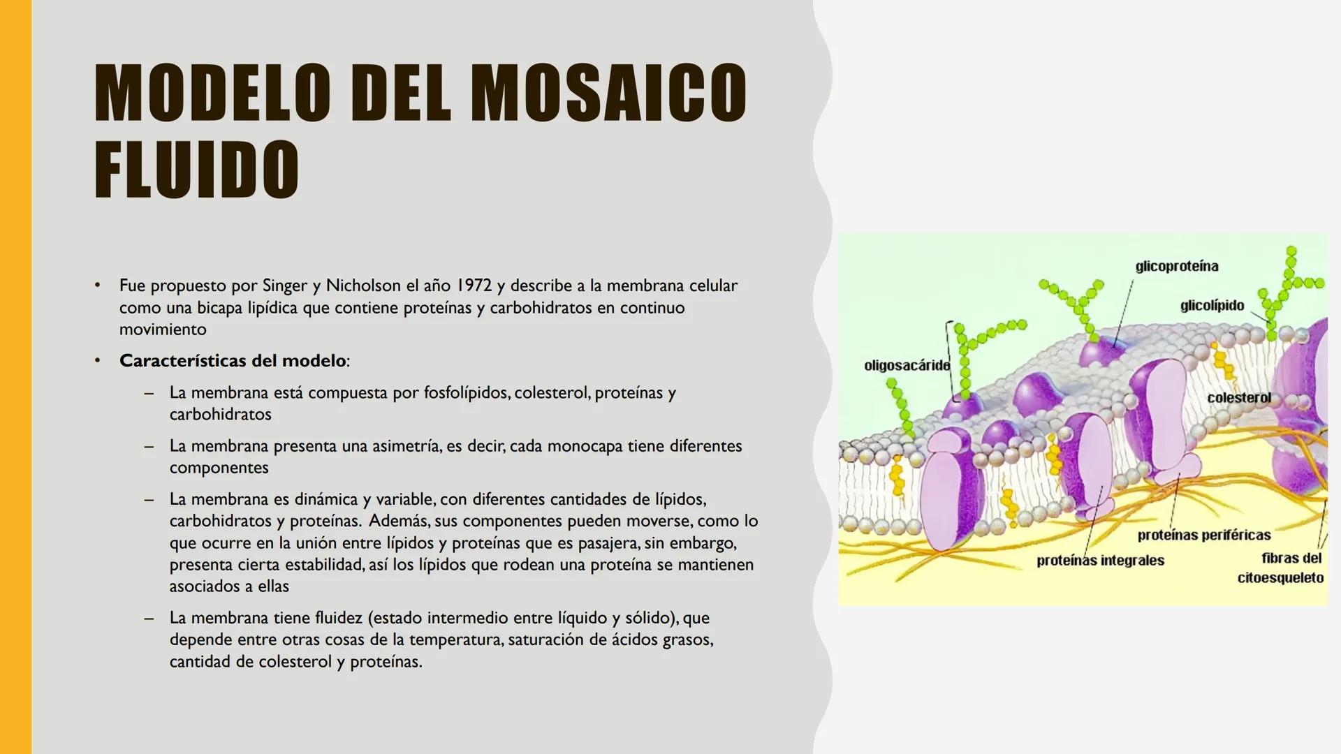 # MEMBRANA
# PLASMÁTICA Y
# TRANSPORTE
ETMP 060
BIOLOGÍA
CELULAR "ESTA PRESENTACIÓN CONSTITUYE UN PRODUCTO
ACADÉMICO EXCLUSIVO PARA LA ASIG