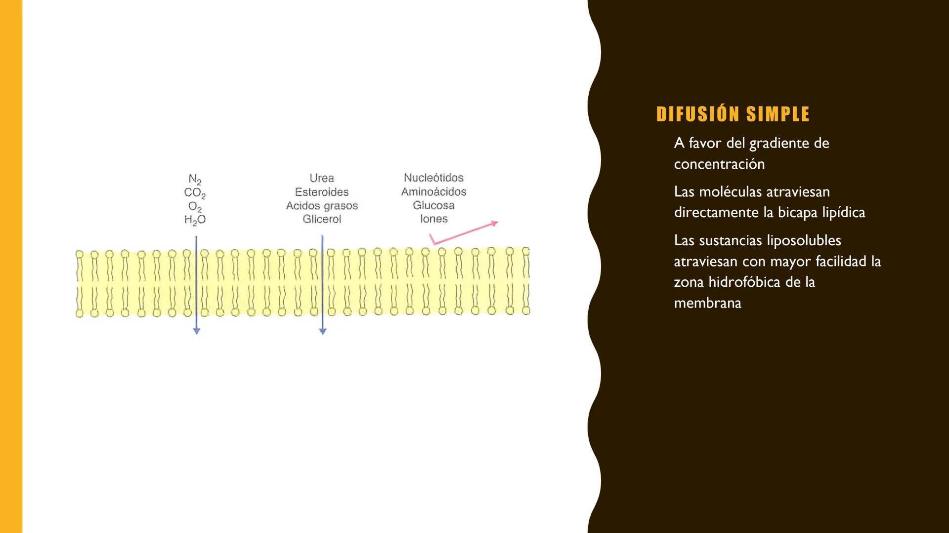# MEMBRANA
# PLASMÁTICA Y
# TRANSPORTE
ETMP 060
BIOLOGÍA
CELULAR "ESTA PRESENTACIÓN CONSTITUYE UN PRODUCTO
ACADÉMICO EXCLUSIVO PARA LA ASIG