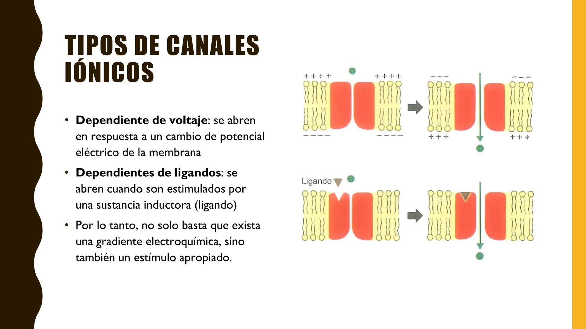 # MEMBRANA
# PLASMÁTICA Y
# TRANSPORTE
ETMP 060
BIOLOGÍA
CELULAR "ESTA PRESENTACIÓN CONSTITUYE UN PRODUCTO
ACADÉMICO EXCLUSIVO PARA LA ASIG
