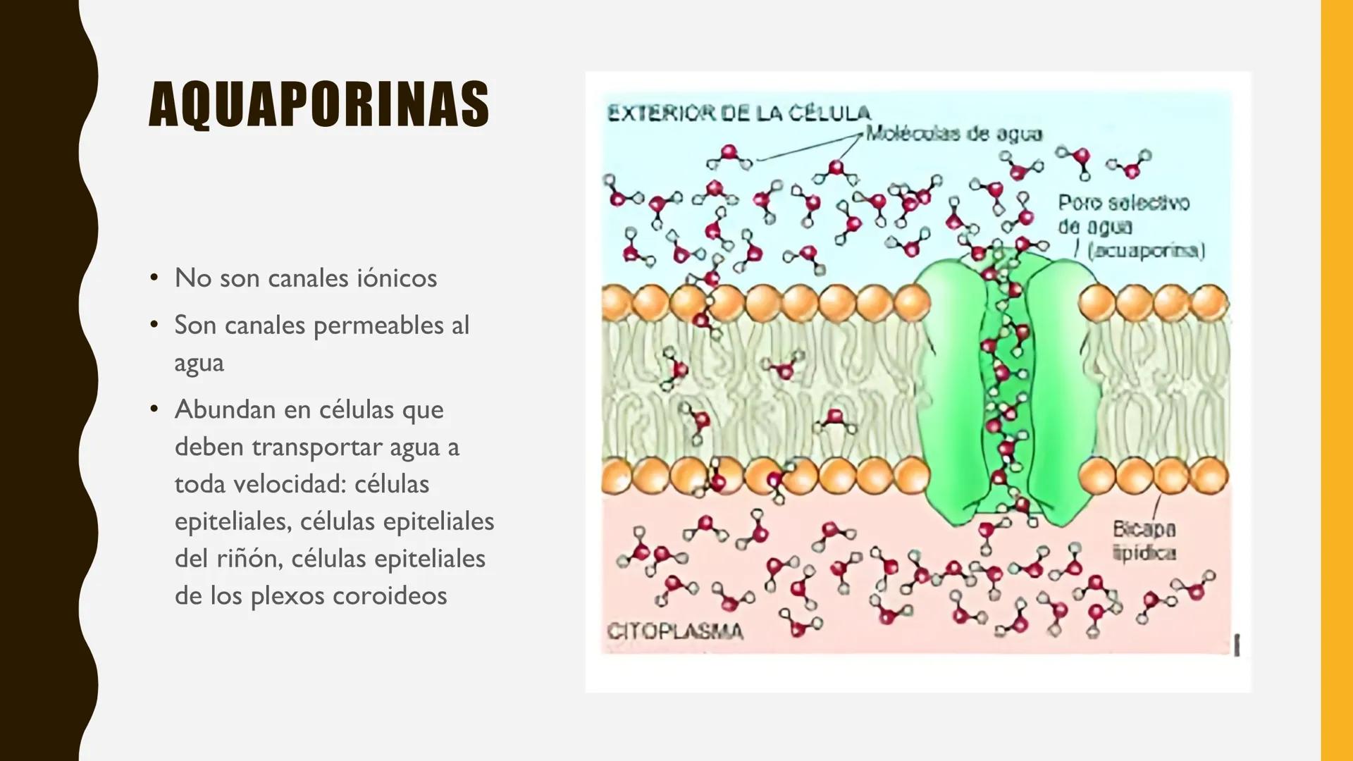 # MEMBRANA
# PLASMÁTICA Y
# TRANSPORTE
ETMP 060
BIOLOGÍA
CELULAR "ESTA PRESENTACIÓN CONSTITUYE UN PRODUCTO
ACADÉMICO EXCLUSIVO PARA LA ASIG