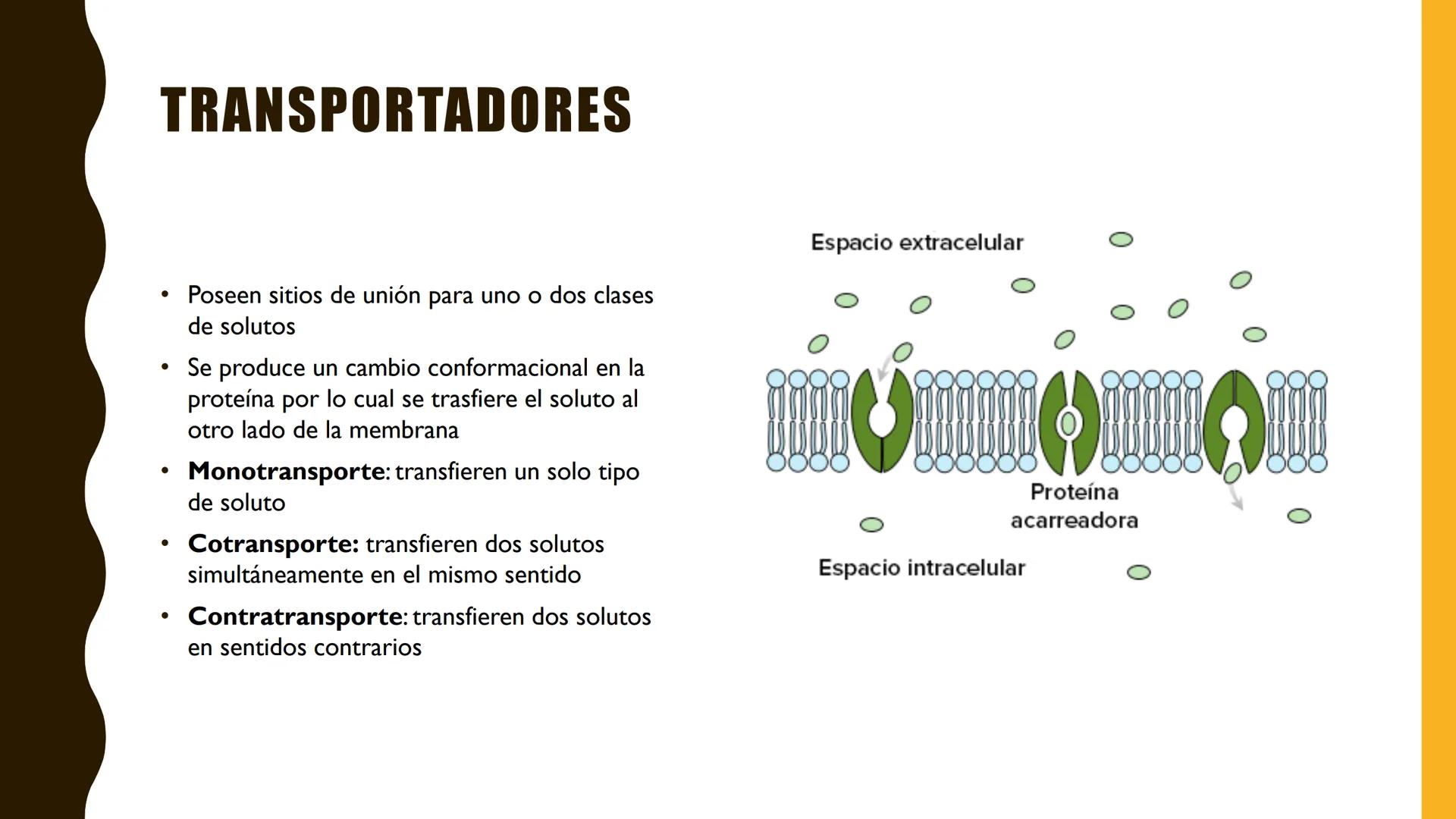 # MEMBRANA
# PLASMÁTICA Y
# TRANSPORTE
ETMP 060
BIOLOGÍA
CELULAR "ESTA PRESENTACIÓN CONSTITUYE UN PRODUCTO
ACADÉMICO EXCLUSIVO PARA LA ASIG