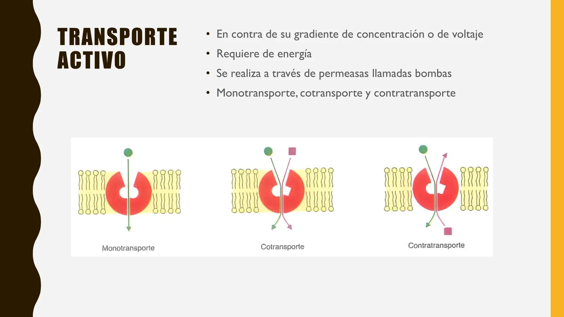 # MEMBRANA
# PLASMÁTICA Y
# TRANSPORTE
ETMP 060
BIOLOGÍA
CELULAR "ESTA PRESENTACIÓN CONSTITUYE UN PRODUCTO
ACADÉMICO EXCLUSIVO PARA LA ASIG
