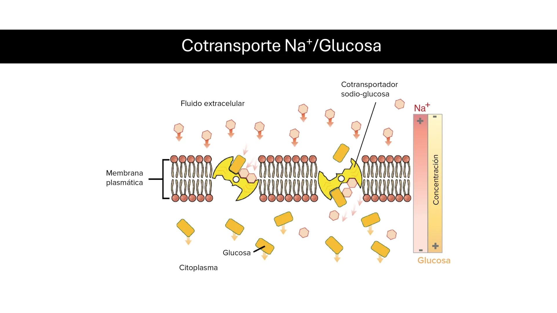 # MEMBRANA
# PLASMÁTICA Y
# TRANSPORTE
ETMP 060
BIOLOGÍA
CELULAR "ESTA PRESENTACIÓN CONSTITUYE UN PRODUCTO
ACADÉMICO EXCLUSIVO PARA LA ASIG
