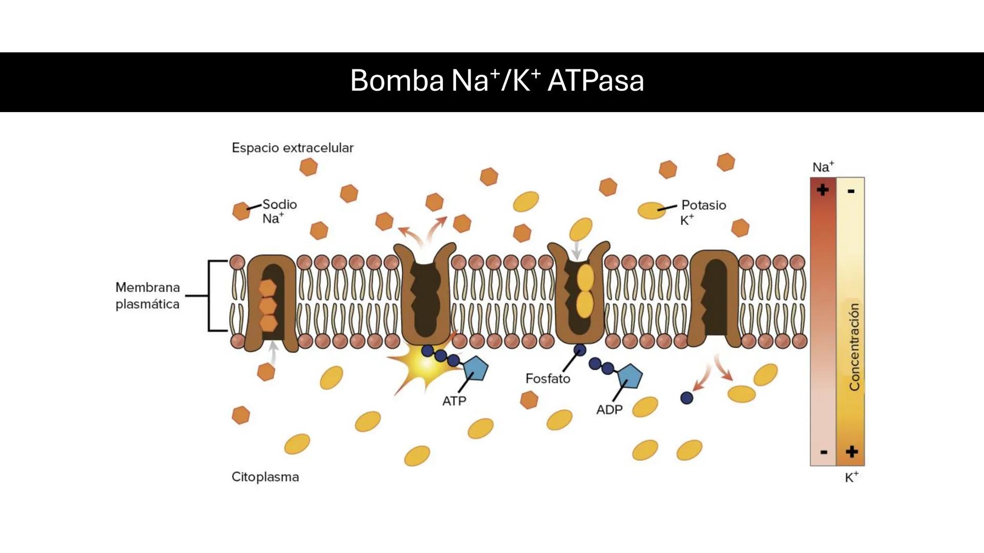 # MEMBRANA
# PLASMÁTICA Y
# TRANSPORTE
ETMP 060
BIOLOGÍA
CELULAR "ESTA PRESENTACIÓN CONSTITUYE UN PRODUCTO
ACADÉMICO EXCLUSIVO PARA LA ASIG