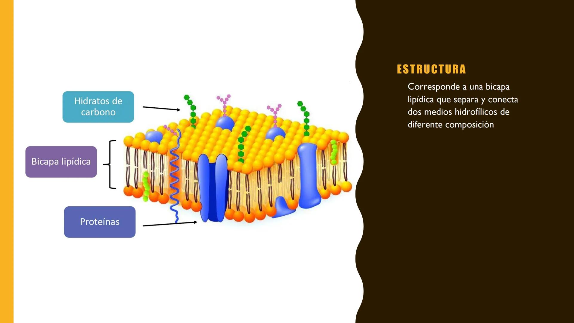 # MEMBRANA
# PLASMÁTICA Y
# TRANSPORTE
ETMP 060
BIOLOGÍA
CELULAR "ESTA PRESENTACIÓN CONSTITUYE UN PRODUCTO
ACADÉMICO EXCLUSIVO PARA LA ASIG