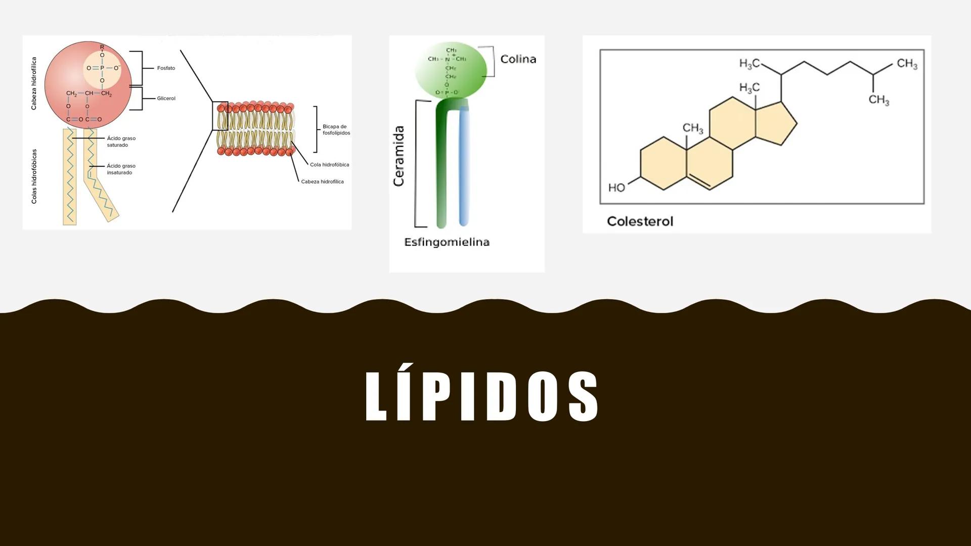 # MEMBRANA
# PLASMÁTICA Y
# TRANSPORTE
ETMP 060
BIOLOGÍA
CELULAR "ESTA PRESENTACIÓN CONSTITUYE UN PRODUCTO
ACADÉMICO EXCLUSIVO PARA LA ASIG