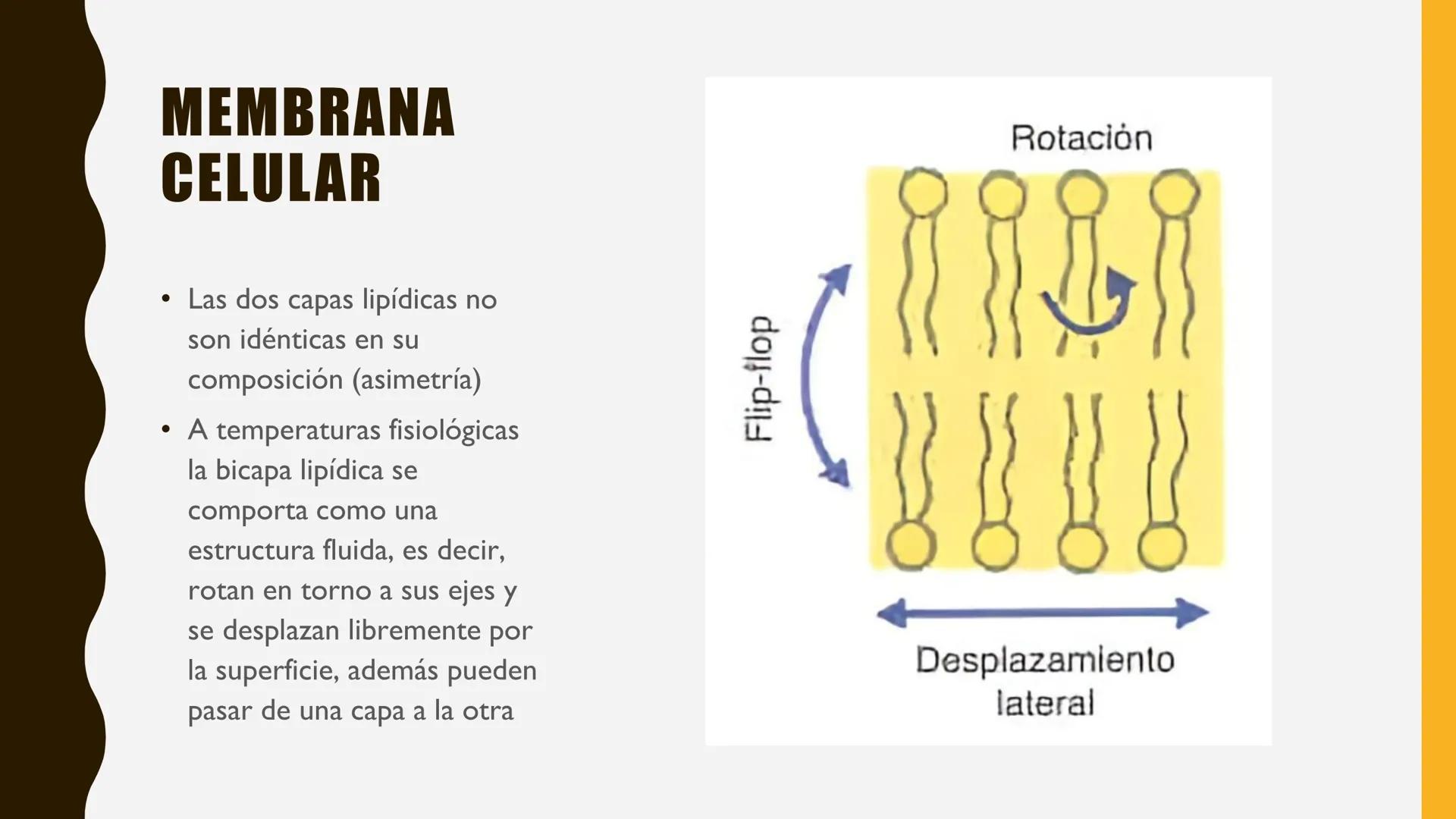 # MEMBRANA
# PLASMÁTICA Y
# TRANSPORTE
ETMP 060
BIOLOGÍA
CELULAR "ESTA PRESENTACIÓN CONSTITUYE UN PRODUCTO
ACADÉMICO EXCLUSIVO PARA LA ASIG