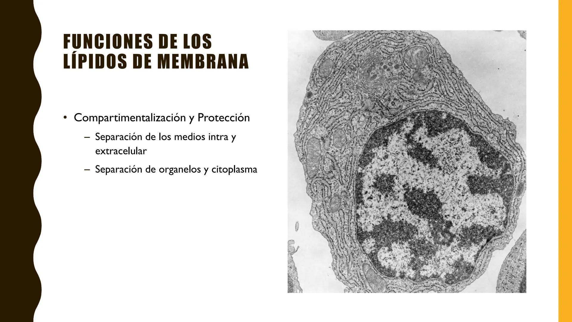 # MEMBRANA
# PLASMÁTICA Y
# TRANSPORTE
ETMP 060
BIOLOGÍA
CELULAR "ESTA PRESENTACIÓN CONSTITUYE UN PRODUCTO
ACADÉMICO EXCLUSIVO PARA LA ASIG