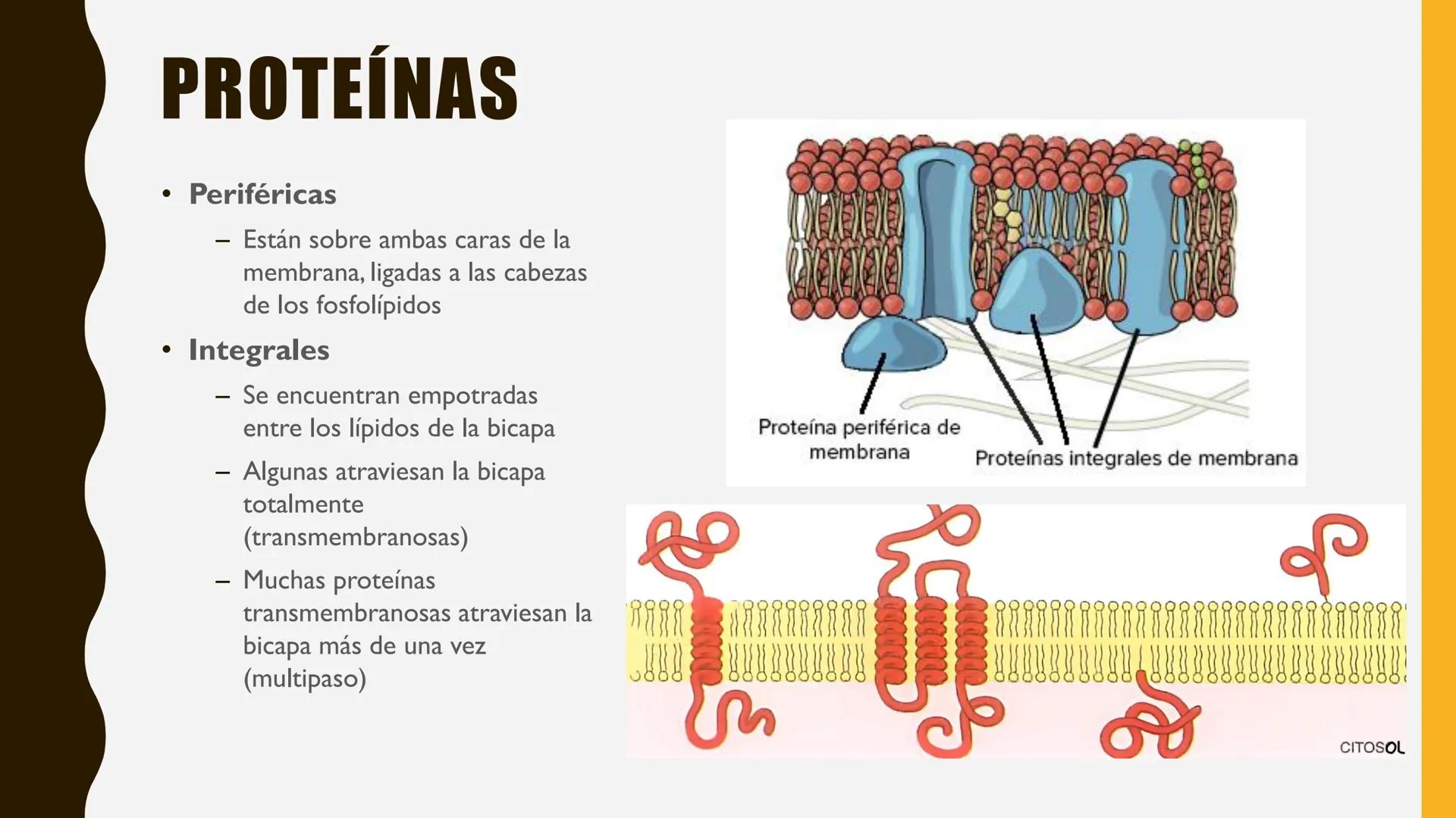 # MEMBRANA
# PLASMÁTICA Y
# TRANSPORTE
ETMP 060
BIOLOGÍA
CELULAR "ESTA PRESENTACIÓN CONSTITUYE UN PRODUCTO
ACADÉMICO EXCLUSIVO PARA LA ASIG