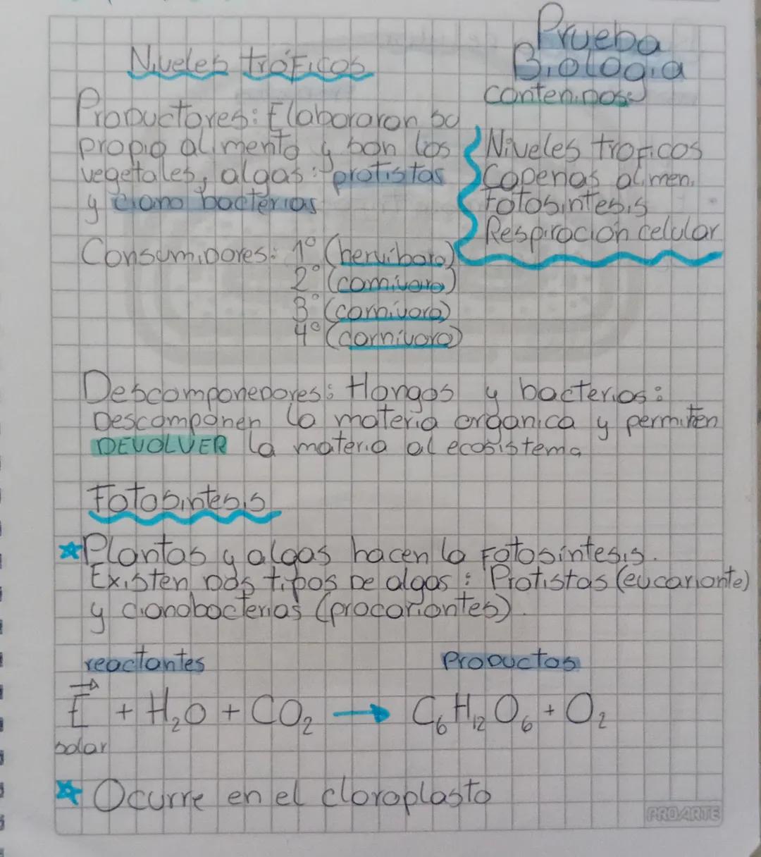 Fotosíntesis/Respiración celular y cadena trófica