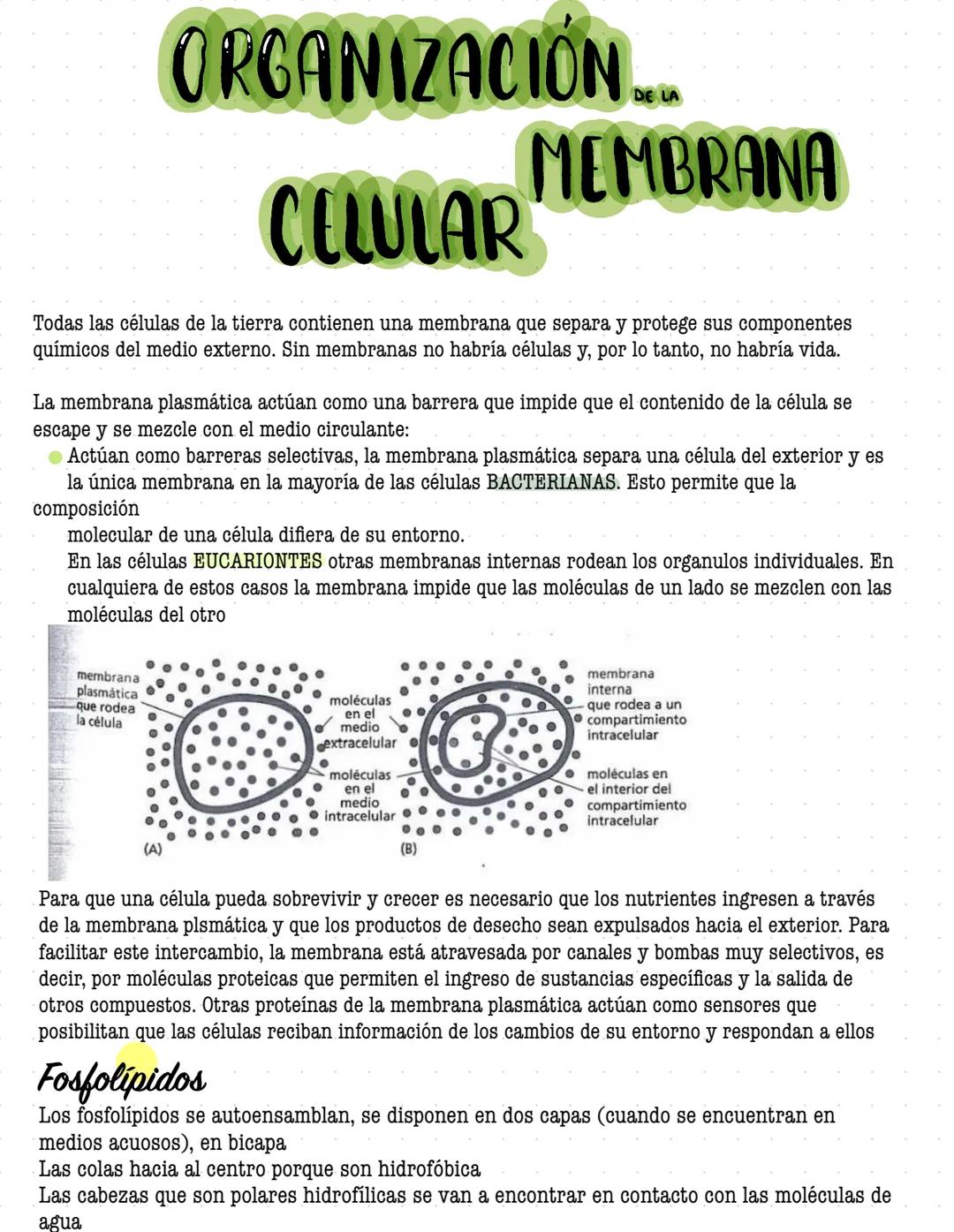 # ORGANIZACIÓN
DE LA
# CELULAR MEMBRANA
Todas las células de la tierra contienen una membrana que separa y protege sus componentes
químicos