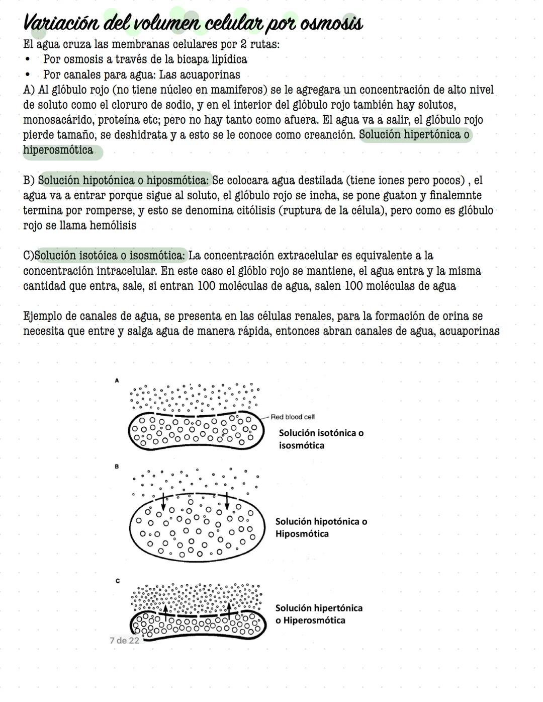 # ORGANIZACIÓN
DE LA
# CELULAR MEMBRANA
Todas las células de la tierra contienen una membrana que separa y protege sus componentes
químicos