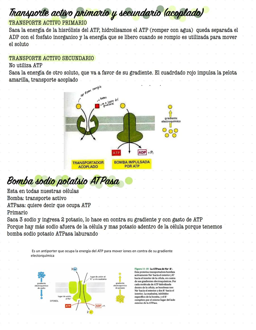 # ORGANIZACIÓN
DE LA
# CELULAR MEMBRANA
Todas las células de la tierra contienen una membrana que separa y protege sus componentes
químicos
