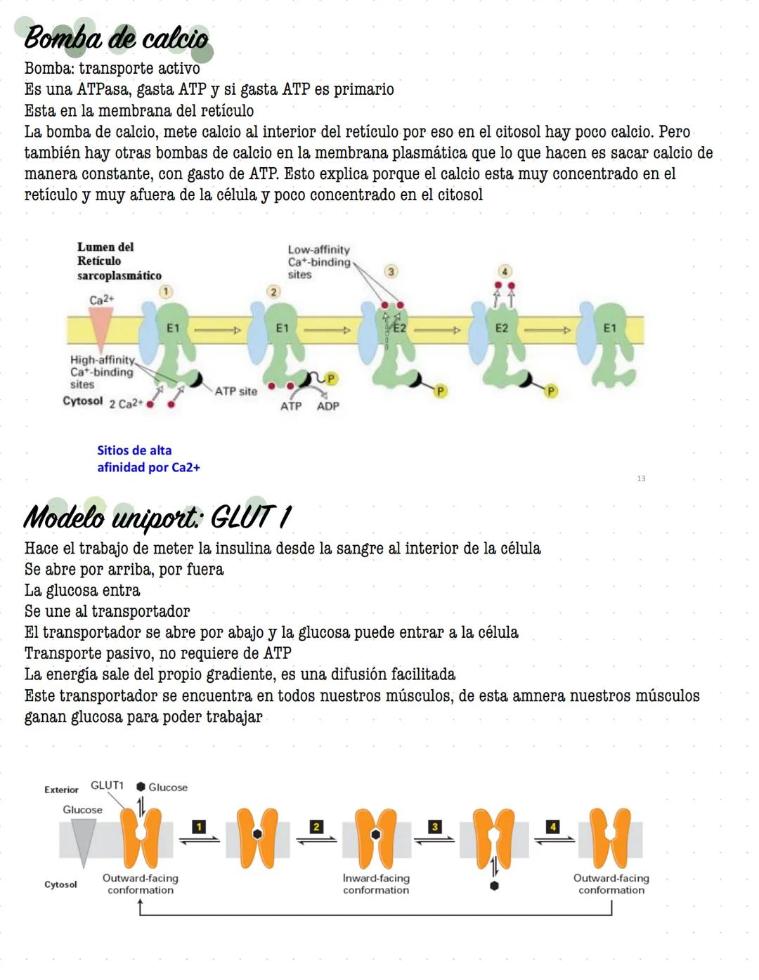 # ORGANIZACIÓN
DE LA
# CELULAR MEMBRANA
Todas las células de la tierra contienen una membrana que separa y protege sus componentes
químicos