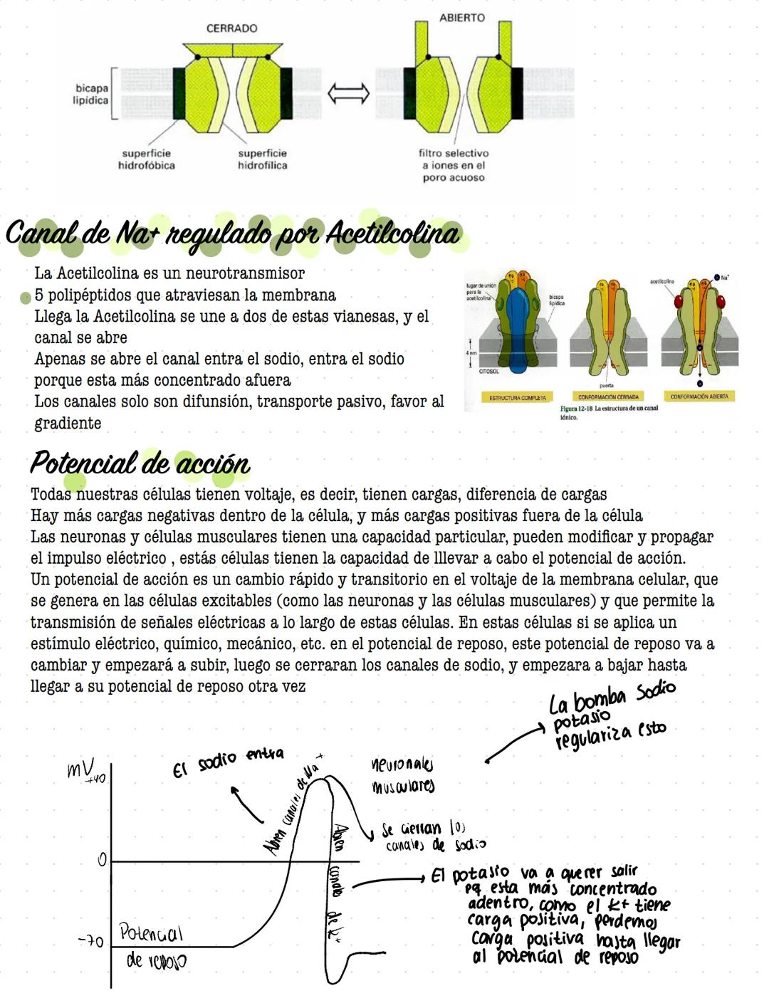 # ORGANIZACIÓN
DE LA
# CELULAR MEMBRANA
Todas las células de la tierra contienen una membrana que separa y protege sus componentes
químicos