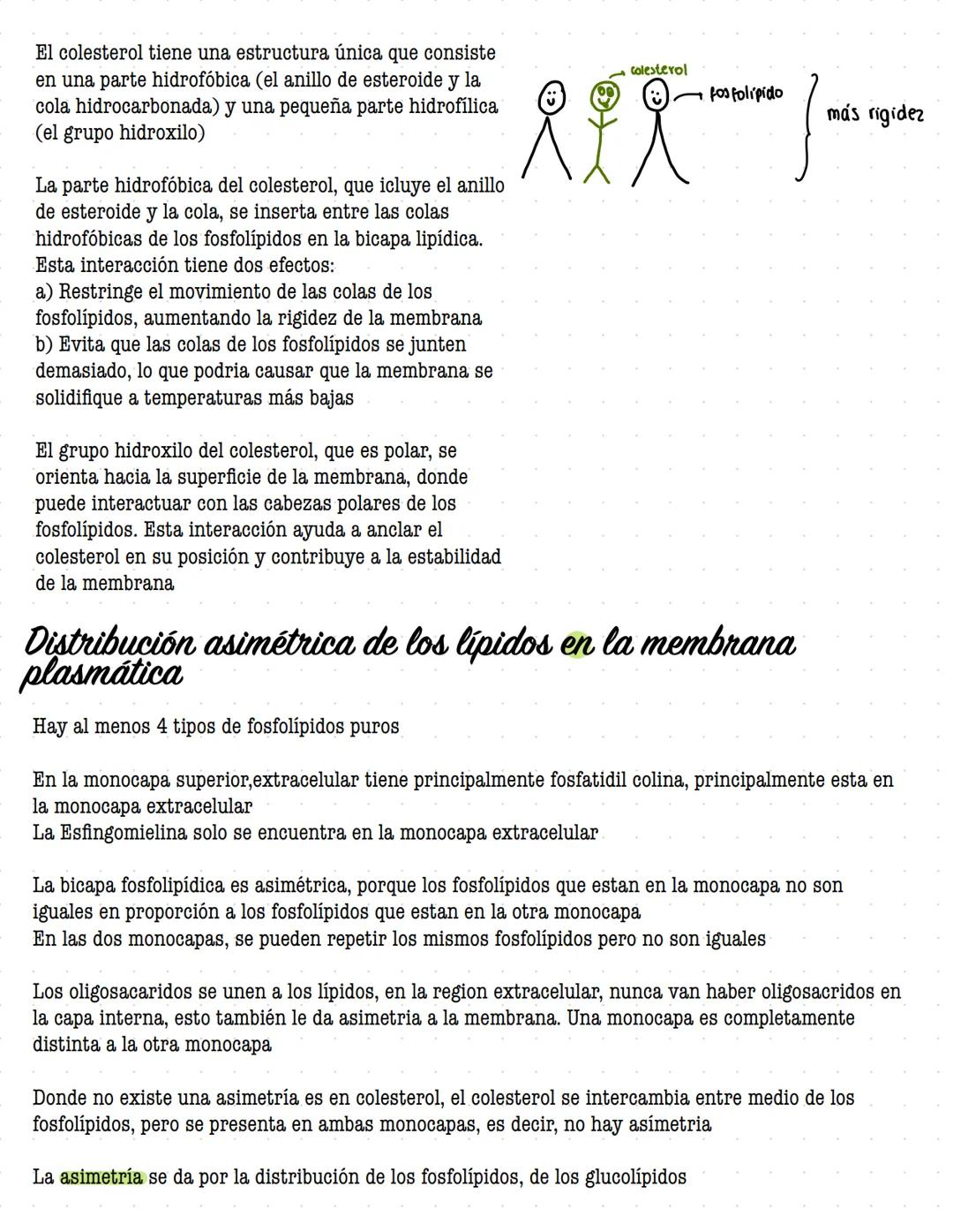 # ORGANIZACIÓN
DE LA
# CELULAR MEMBRANA
Todas las células de la tierra contienen una membrana que separa y protege sus componentes
químicos