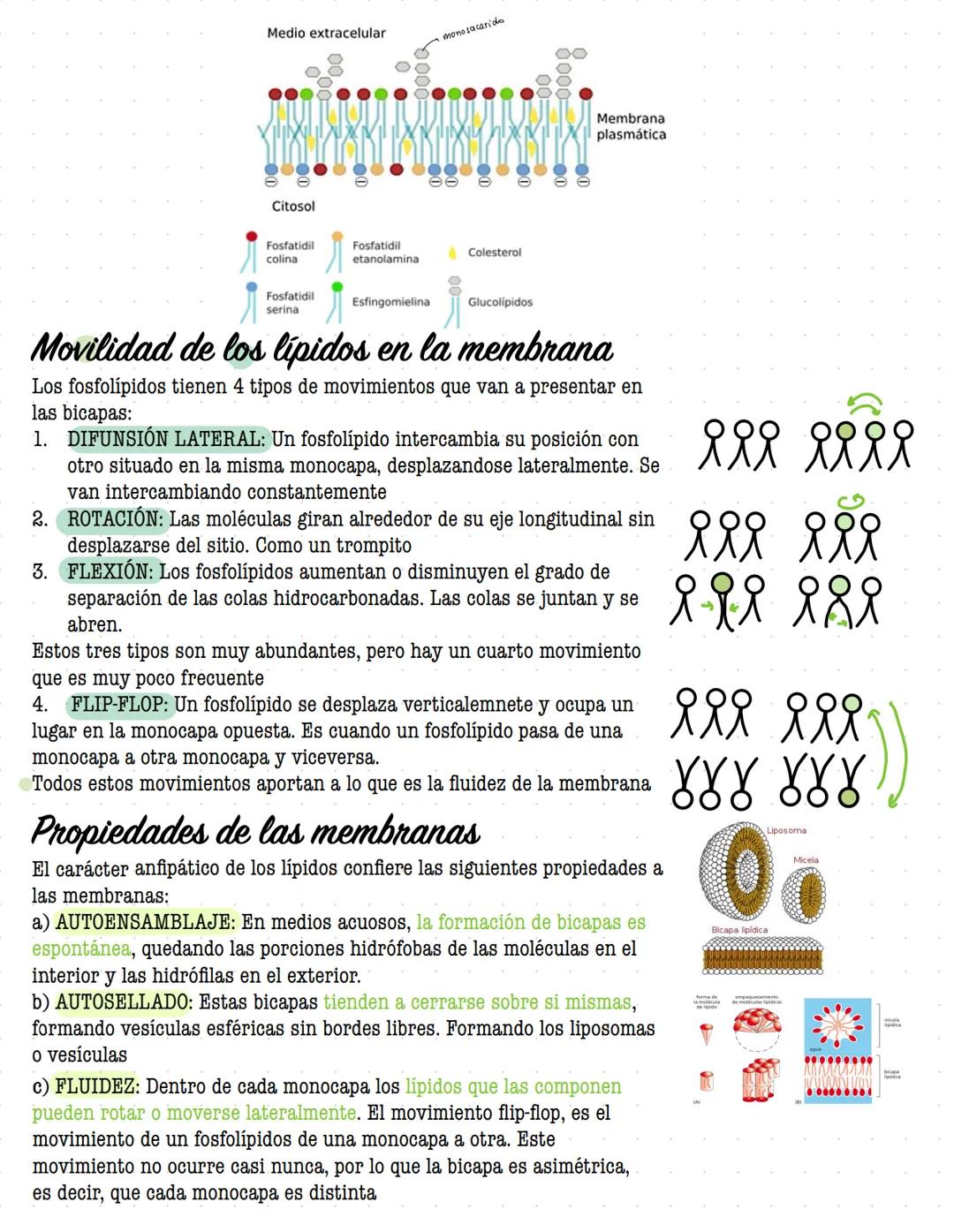 # ORGANIZACIÓN
DE LA
# CELULAR MEMBRANA
Todas las células de la tierra contienen una membrana que separa y protege sus componentes
químicos