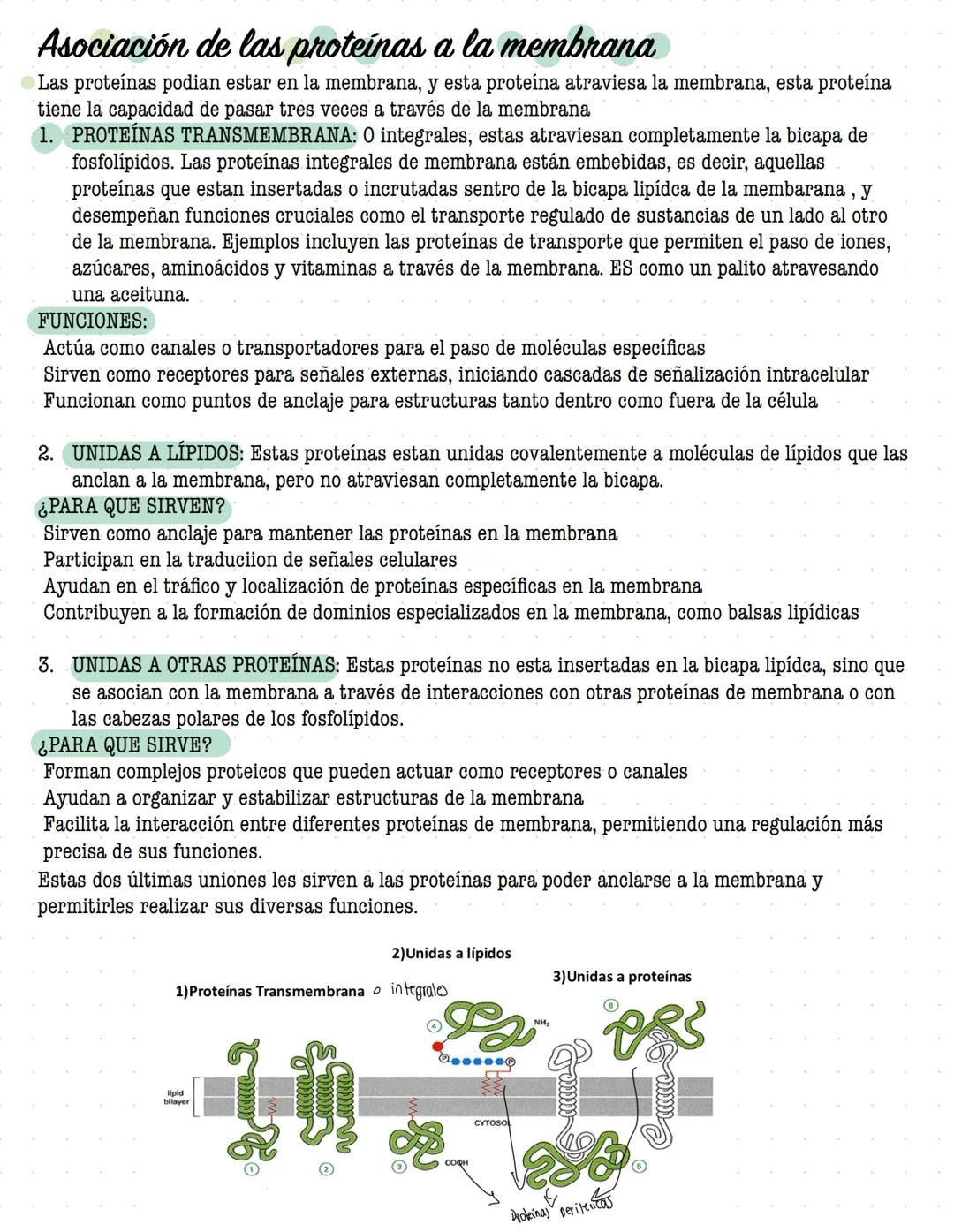 # ORGANIZACIÓN
DE LA
# CELULAR MEMBRANA
Todas las células de la tierra contienen una membrana que separa y protege sus componentes
químicos