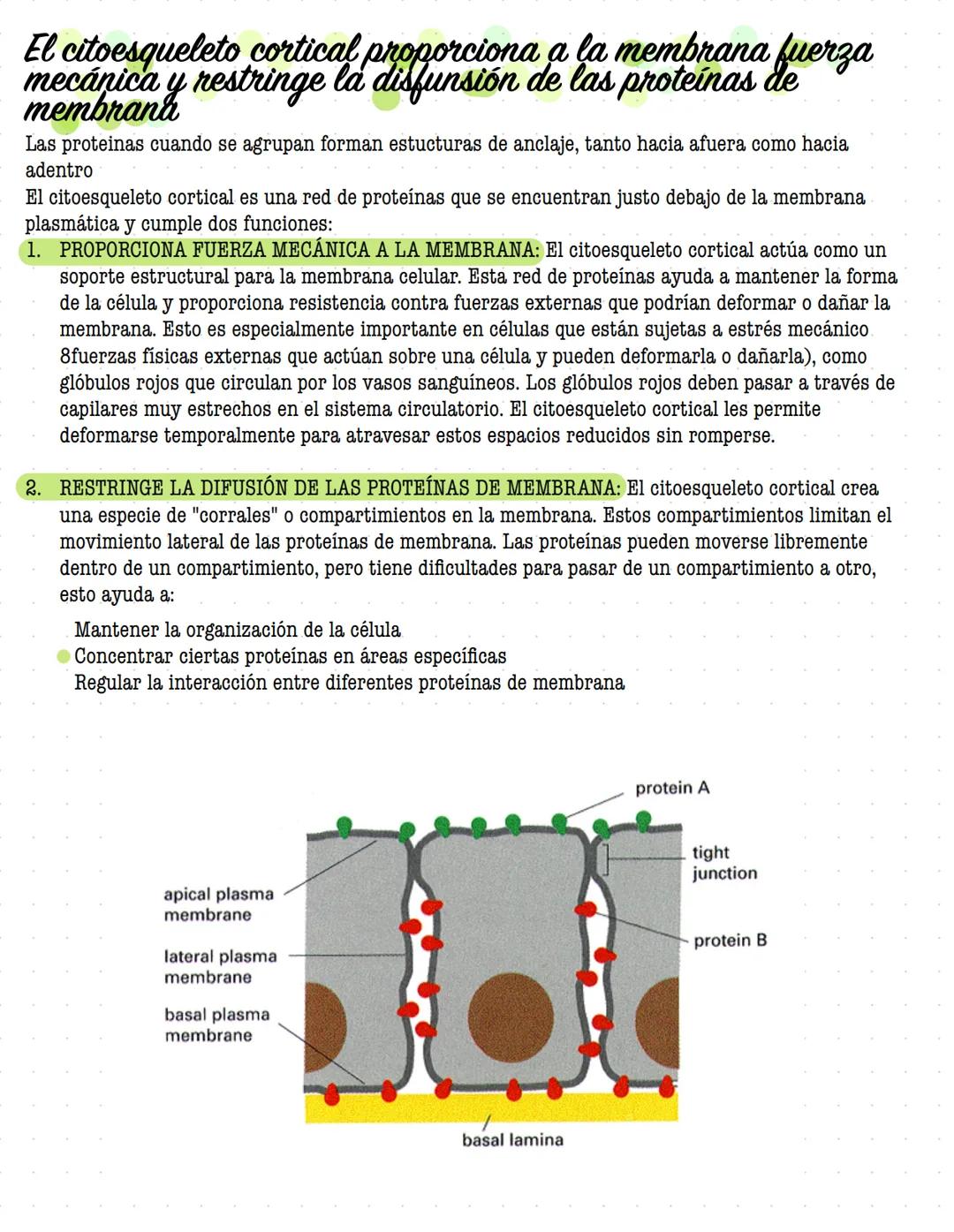 # ORGANIZACIÓN
DE LA
# CELULAR MEMBRANA
Todas las células de la tierra contienen una membrana que separa y protege sus componentes
químicos