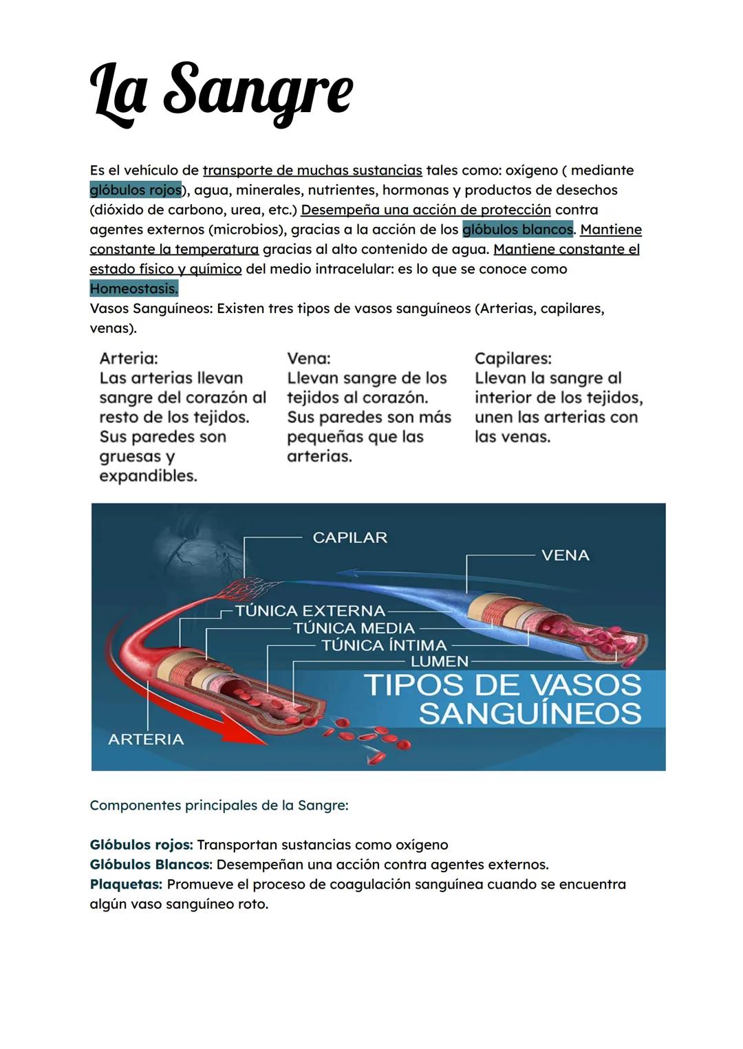 Sistema Circulatorio
El sistema circulatorio, también conocido como sistema cardiovascular, es una red de órganos y
vasos sanguineos que tra
