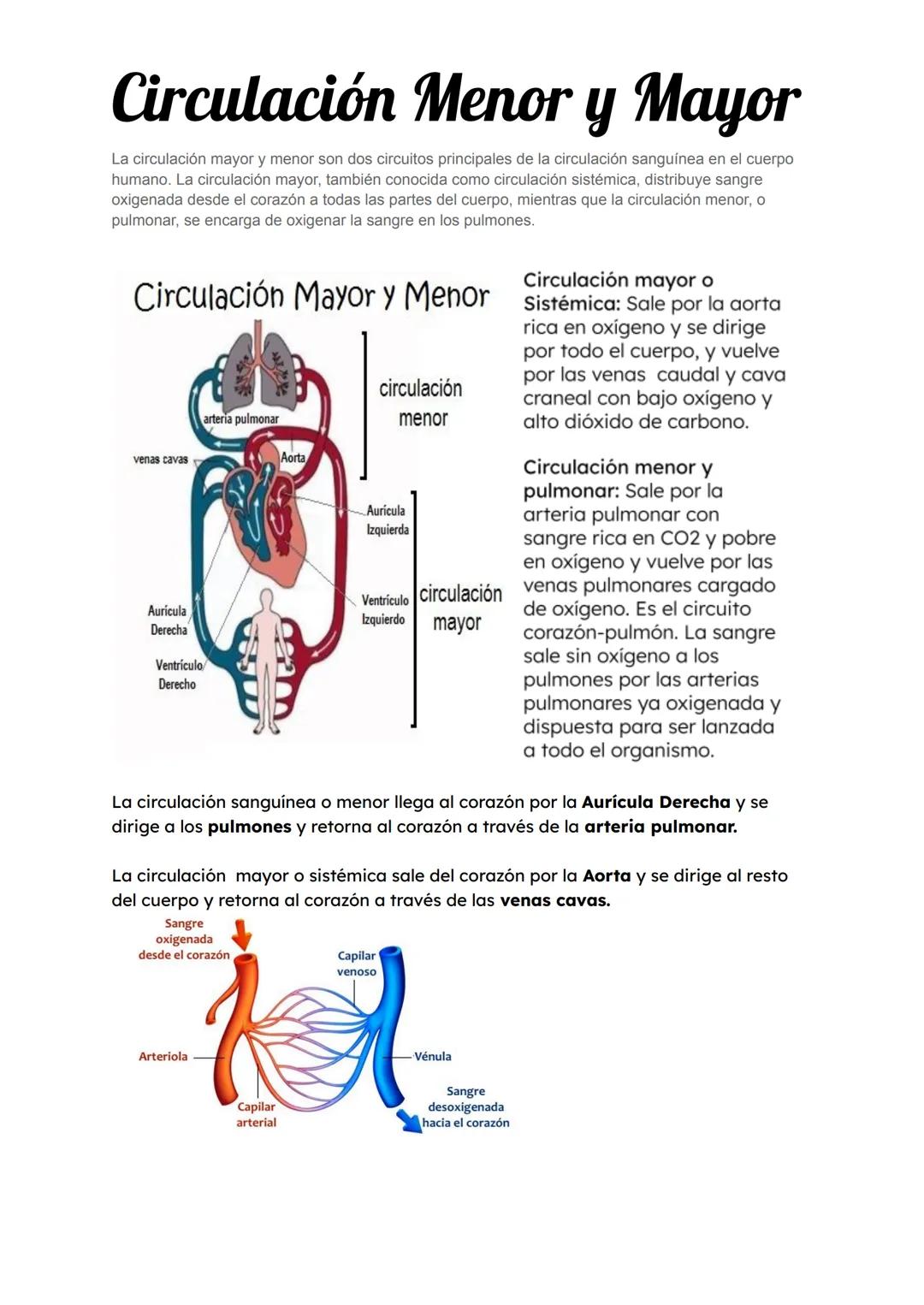 Sistema Circulatorio
El sistema circulatorio, también conocido como sistema cardiovascular, es una red de órganos y
vasos sanguineos que tra