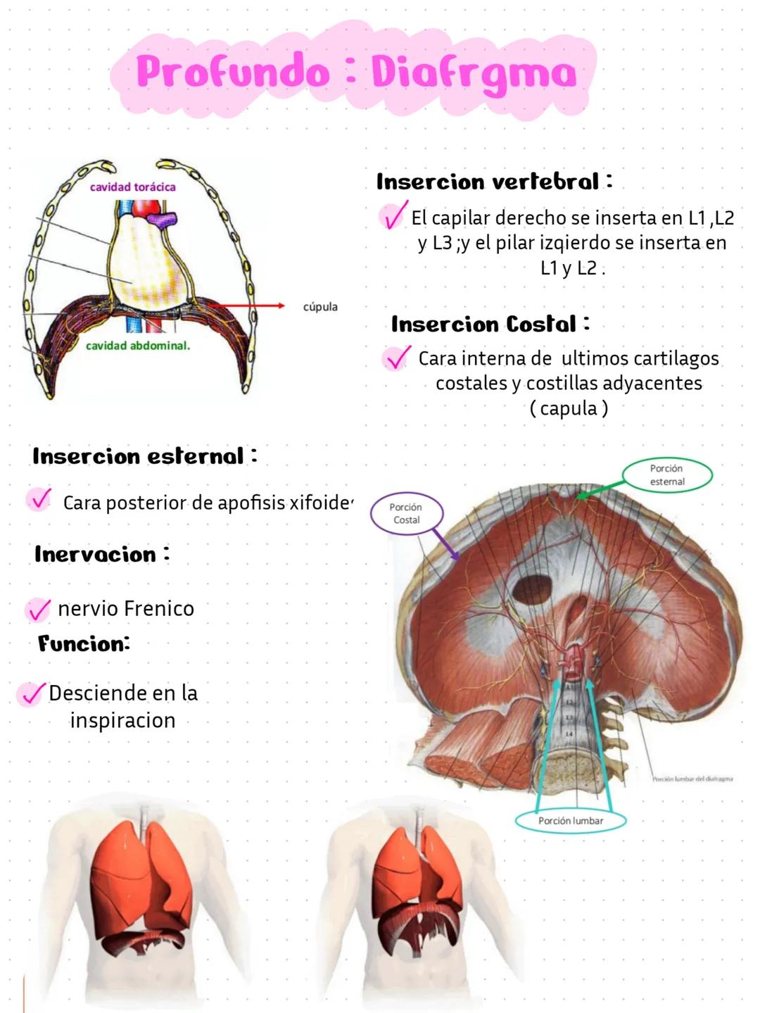 L'avance qui gaidait
réussit au
qui guidai
ayaa tue dence,
parti sé rendre v
palarité
tuer, e est
Pro
une
Caton et Quant
ndre Bi
ambition
ie
