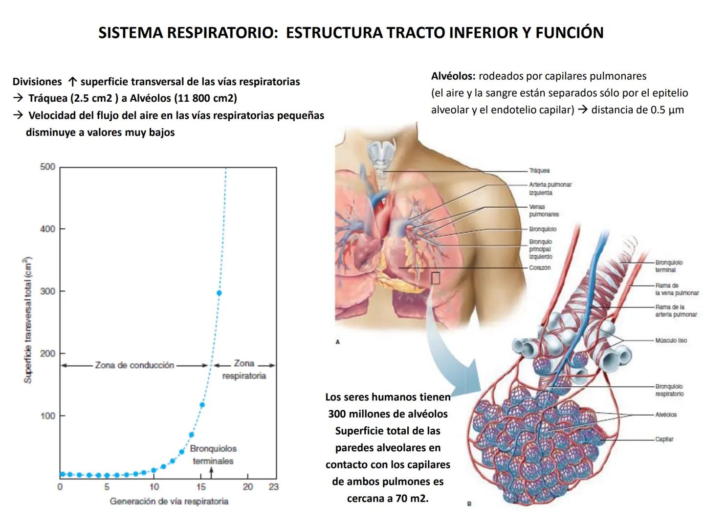 Universidad Austral de Chile
Escuela de Tecnología Médica
SISTEMA RESPIRATORIO I
Dra. Carolina Martin B. FISIOLOGÍA DEL SISTEMA RESPIRATORIO