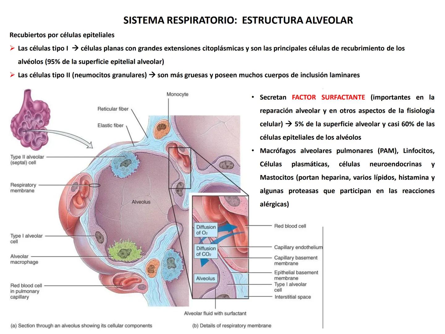 Universidad Austral de Chile
Escuela de Tecnología Médica
SISTEMA RESPIRATORIO I
Dra. Carolina Martin B. FISIOLOGÍA DEL SISTEMA RESPIRATORIO